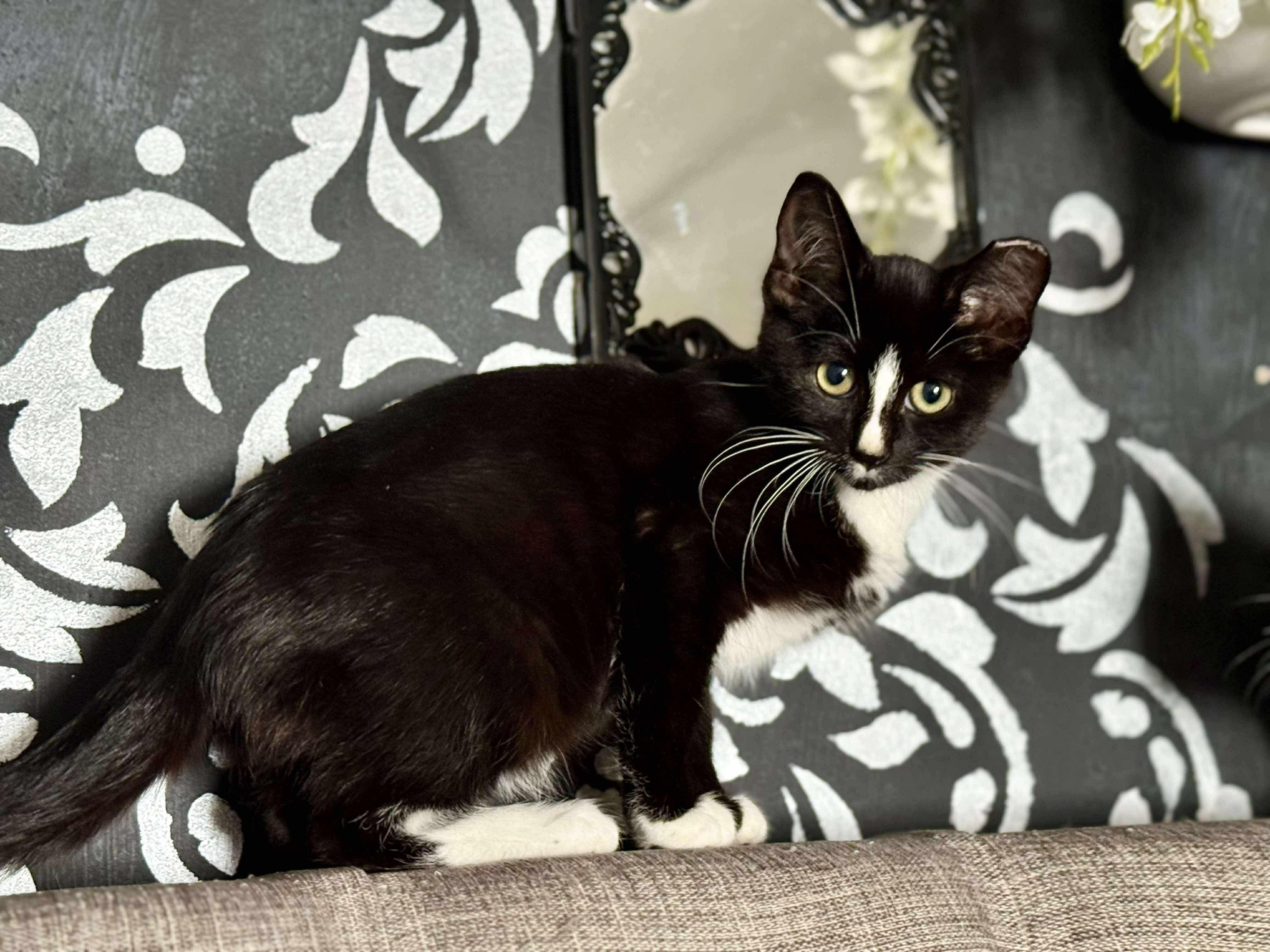 Haunt, Adoptable, Young Male Domestic Short Hair.