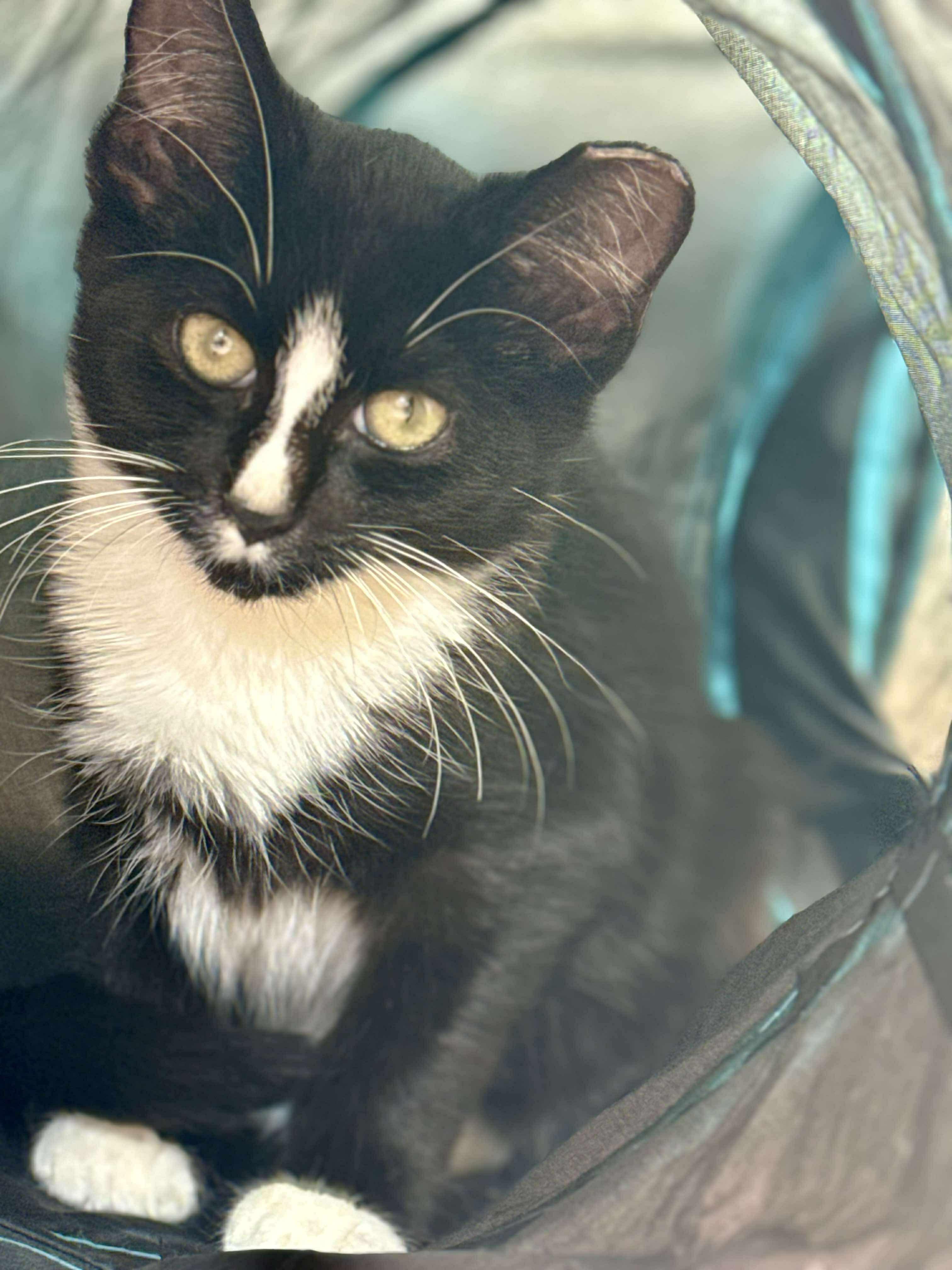 Haunt, a Adoptable Domestic Short Hair in Milwaukee, WI image 2/5