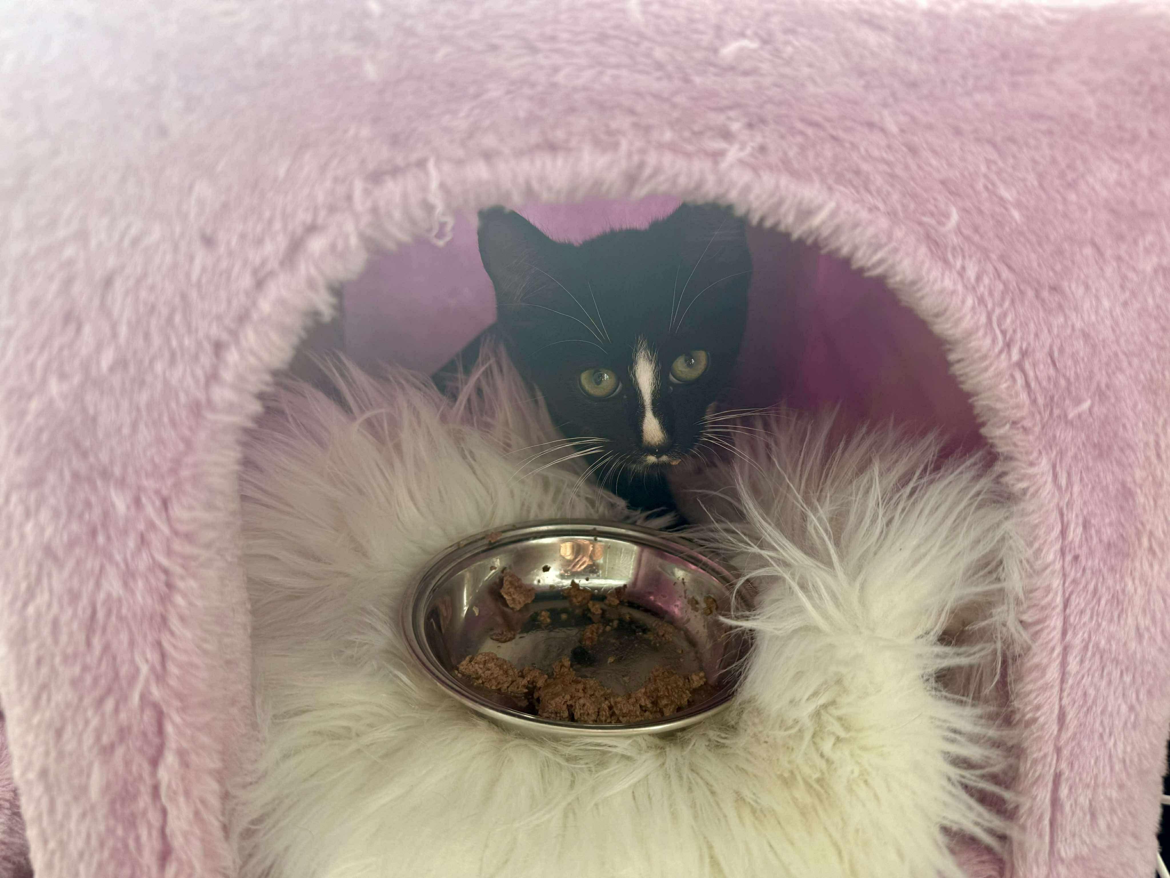 Haunt, a Adoptable Domestic Short Hair in Milwaukee, WI image 4/5