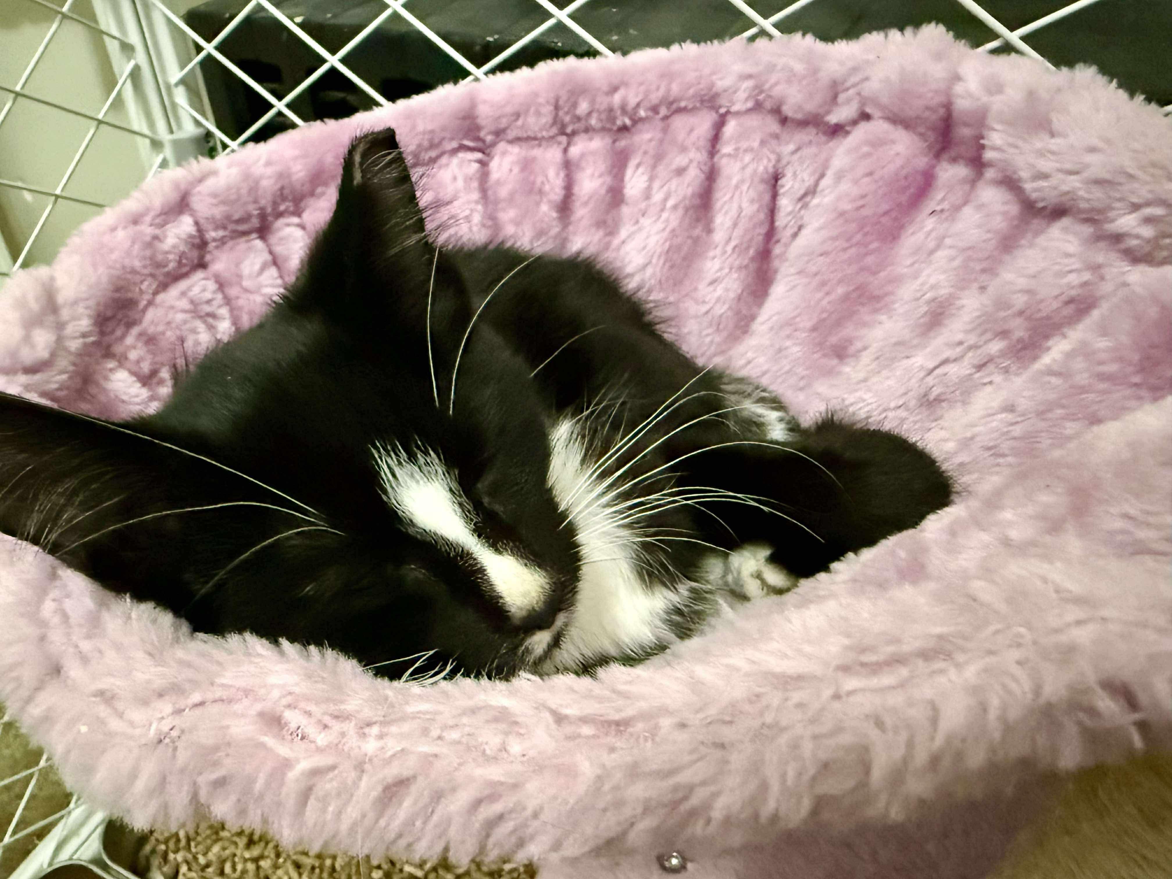 Haunt, a Adoptable Domestic Short Hair in Milwaukee, WI image 5/5