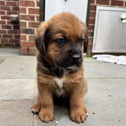 Enlarge Anthony, a Adoptable Saint Bernard in Lincolnshire, IL image 2/4