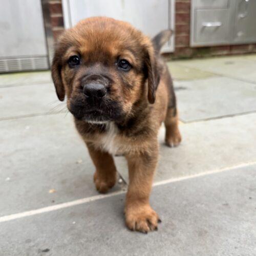 Enlarge Anthony, a Adoptable Saint Bernard in Lincolnshire, IL image 3/4