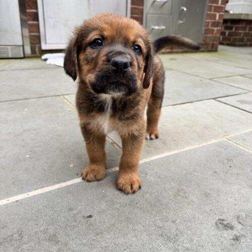 Enlarge Anthony, a Adoptable Saint Bernard in Lincolnshire, IL image 4/4