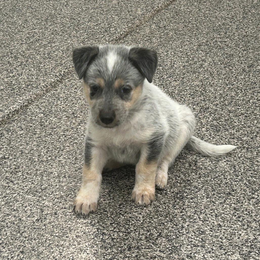 Tapi, Adoptable, Puppy Male Mixed Breed.