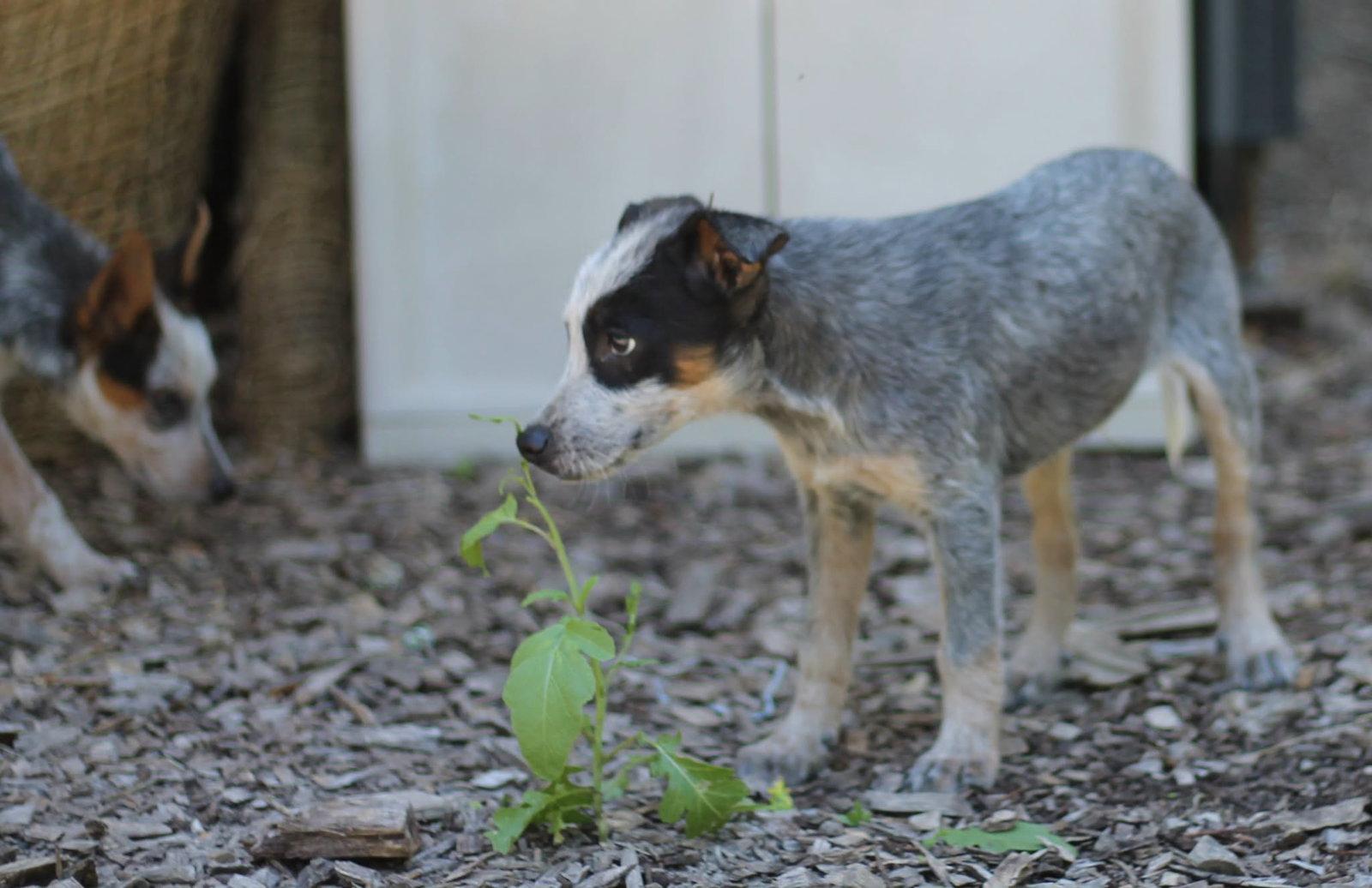 Wynkin, a Adopted Australian Cattle Dog / Blue Heeler in Paso Robles, CA image 1/3