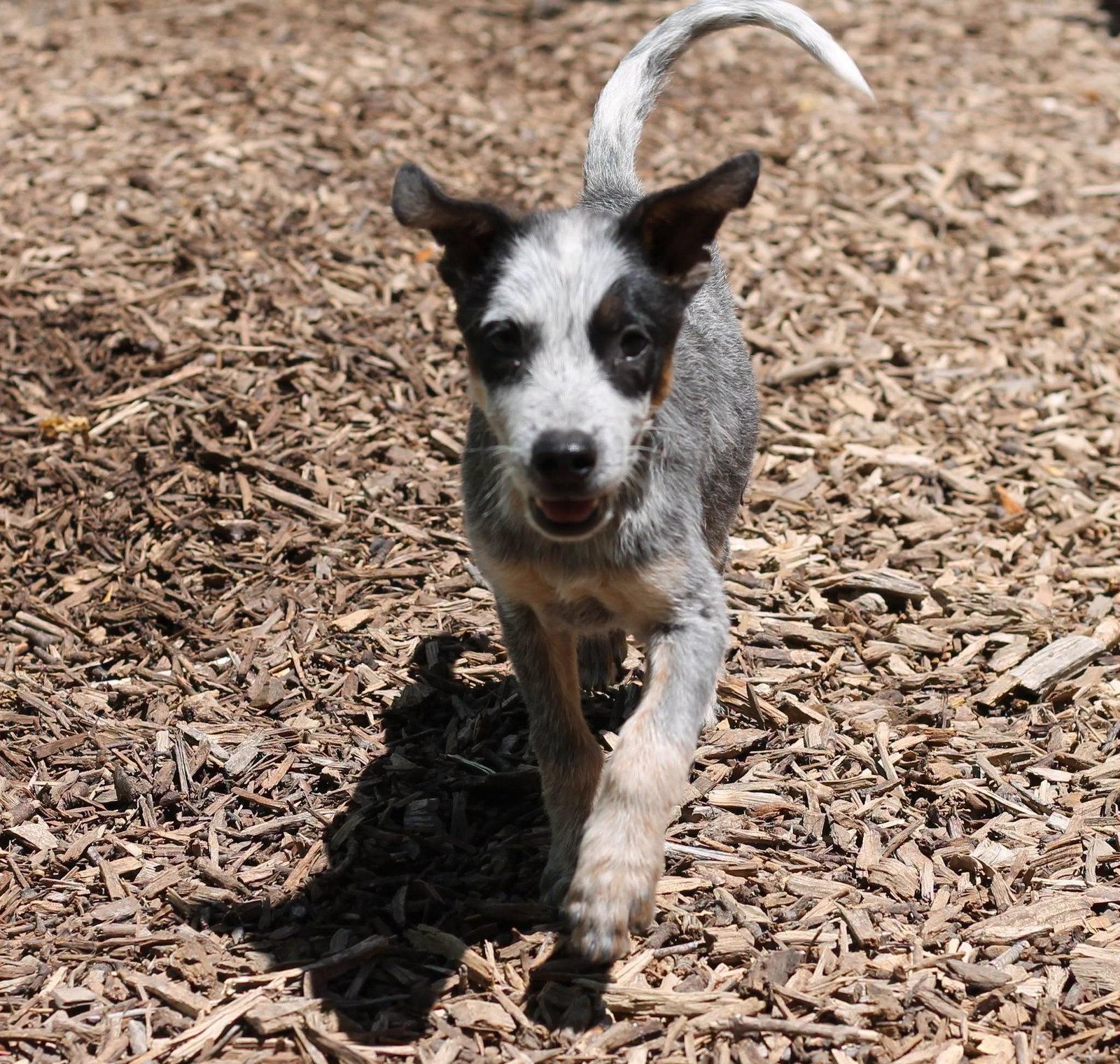 Wynkin, a Adopted Australian Cattle Dog / Blue Heeler in Paso Robles, CA image 2/3