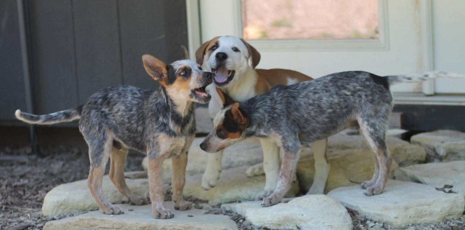 Wynkin, a Adopted Australian Cattle Dog / Blue Heeler in Paso Robles, CA image 3/3