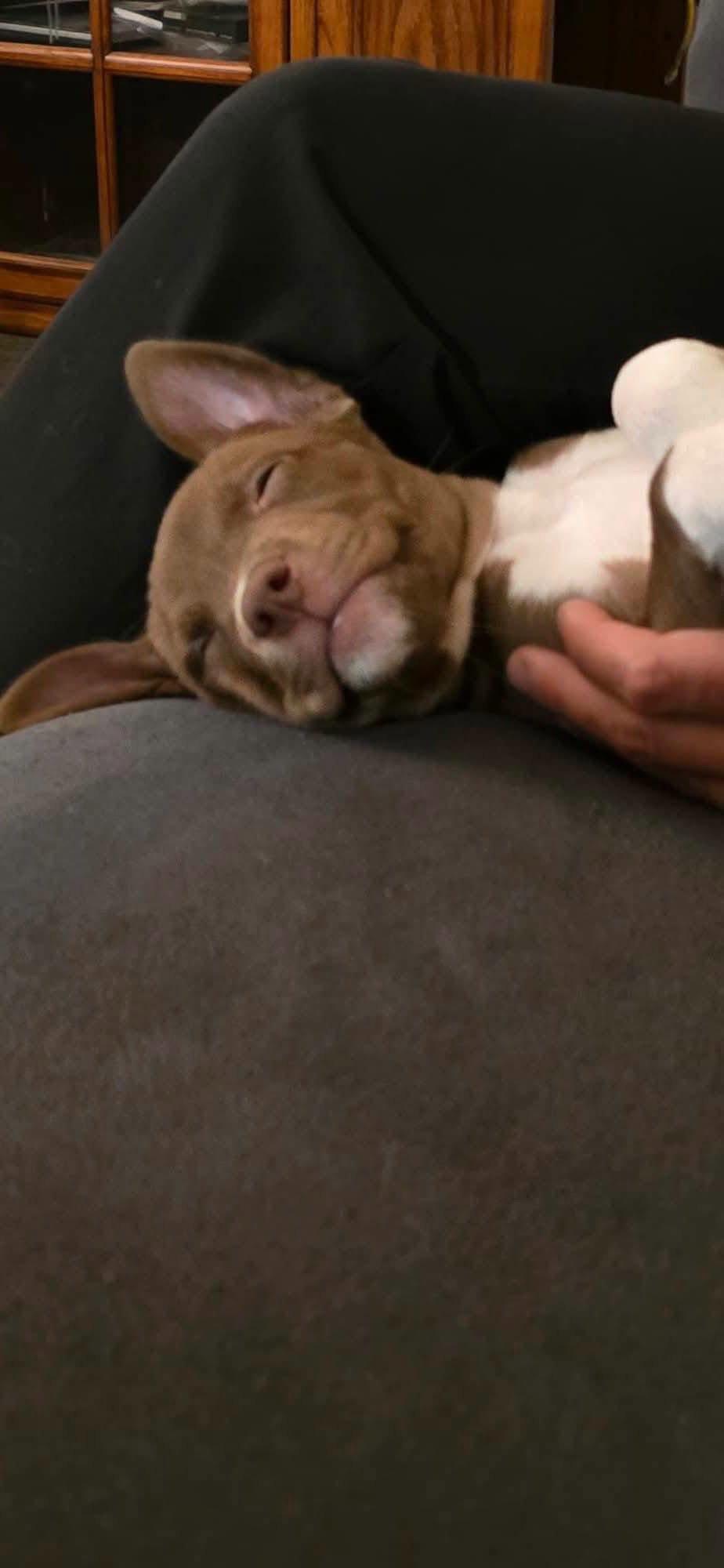 Enlarge Skywalker, a Adoptable Pit Bull Terrier in New London, WI image 2/2