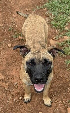 Kiwi, a Adoptable mixed breed in Carrollton, GA image 1/3