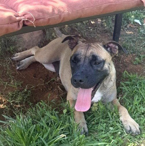 Kiwi, a Adoptable mixed breed in Carrollton, GA image 2/3