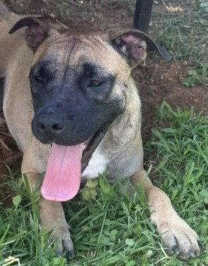 Kiwi, a Adoptable mixed breed in Carrollton, GA image 3/3