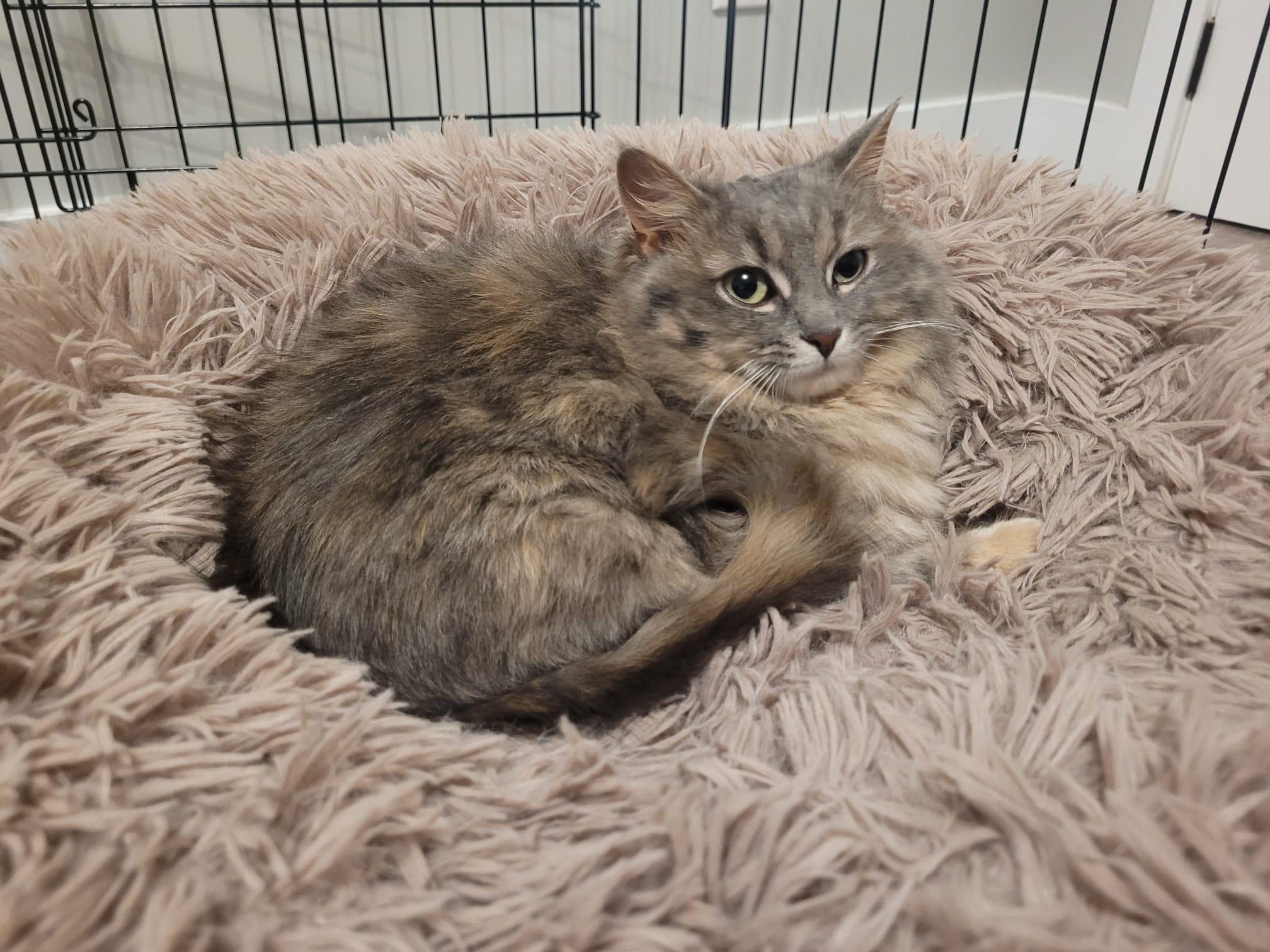 Enlarge Stormy, a ADOPTABLE Domestic Long Hair in London, ON image 1/4