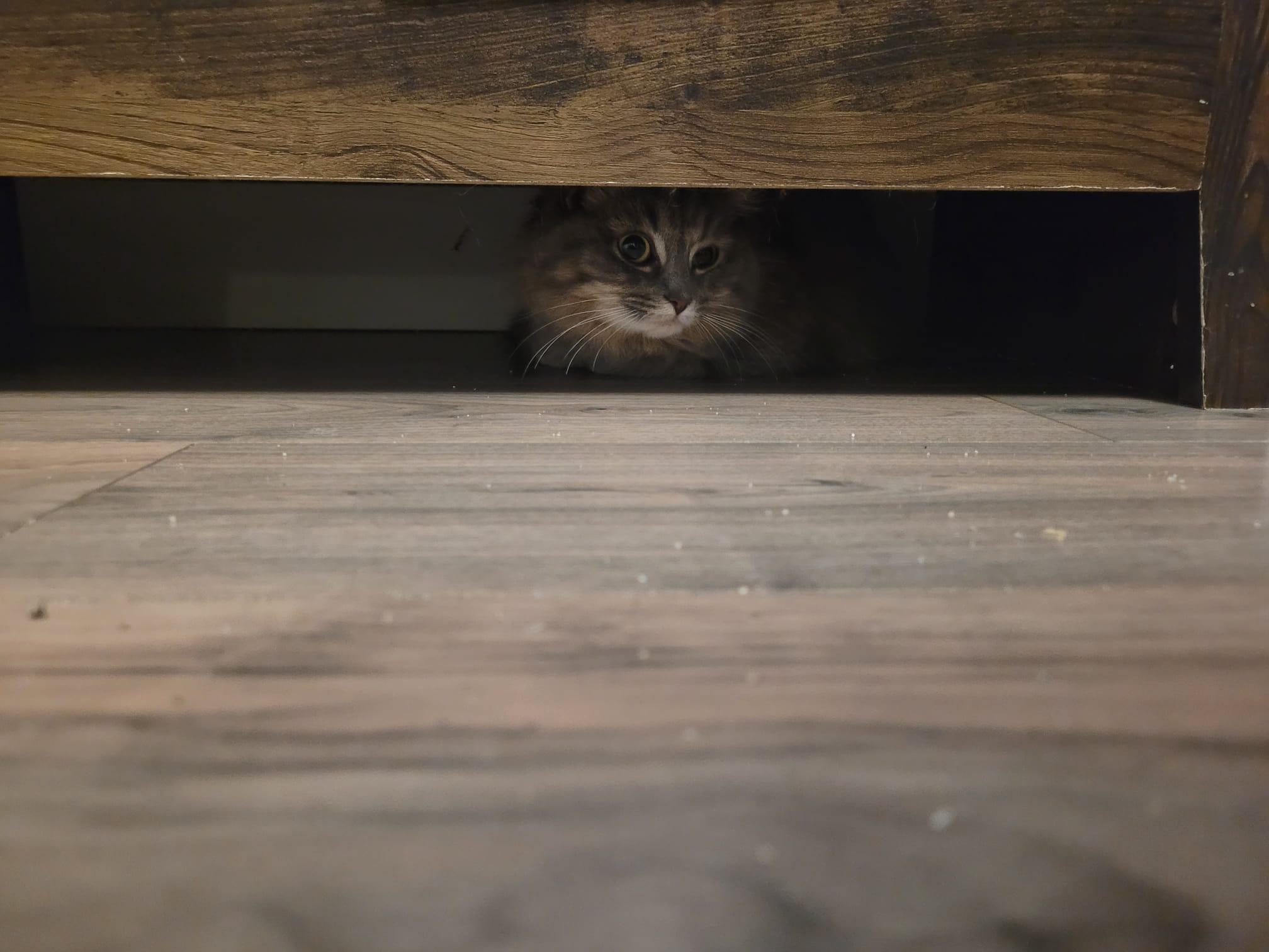 Enlarge Stormy, a ADOPTABLE Domestic Long Hair in London, ON image 3/4