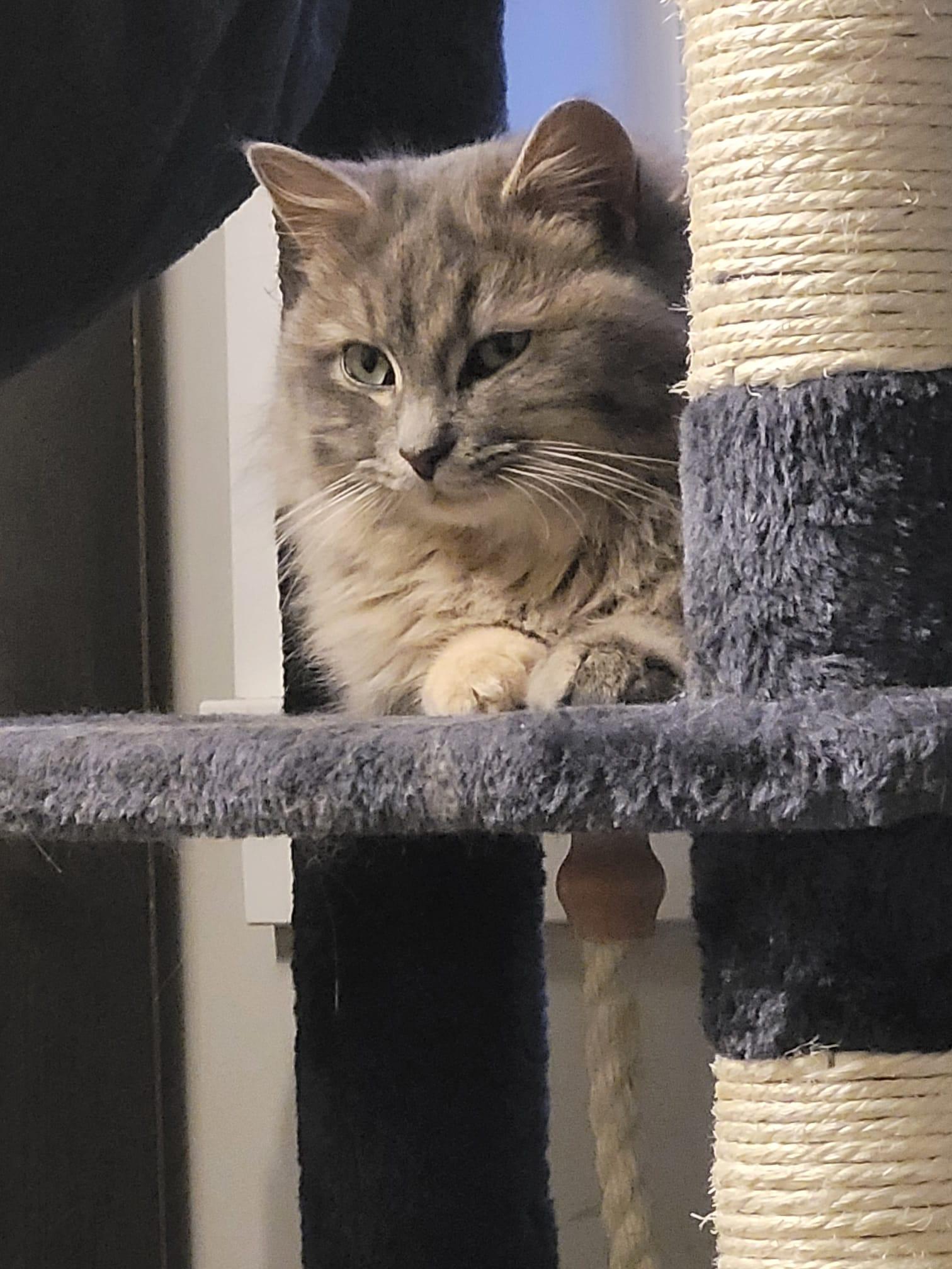 Enlarge Stormy, a ADOPTABLE Domestic Long Hair in London, ON image 2/4