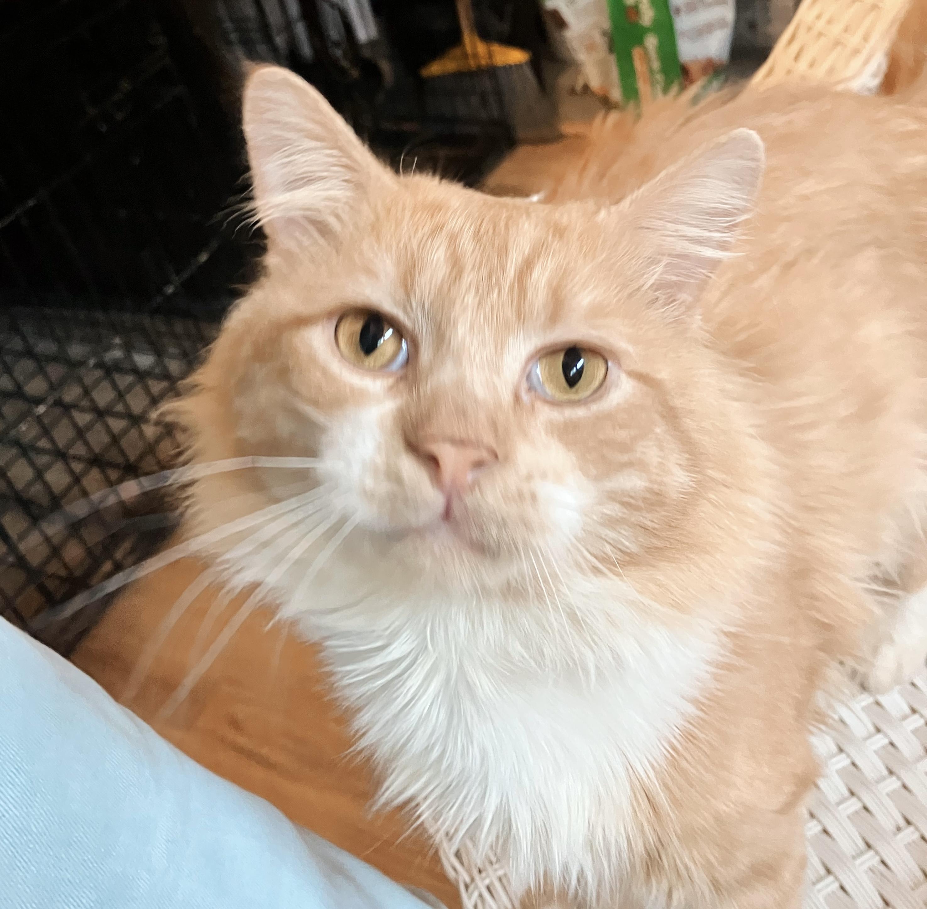 Labubu, Adoptable, Young Male Domestic Medium Hair & Tabby.