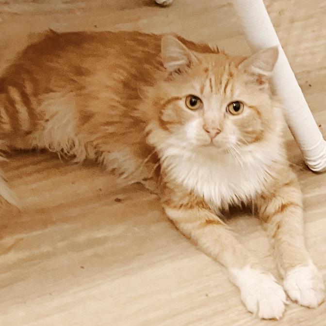 Labubu, a Adoptable mixed breed in Philadelphia, PA image 2/4