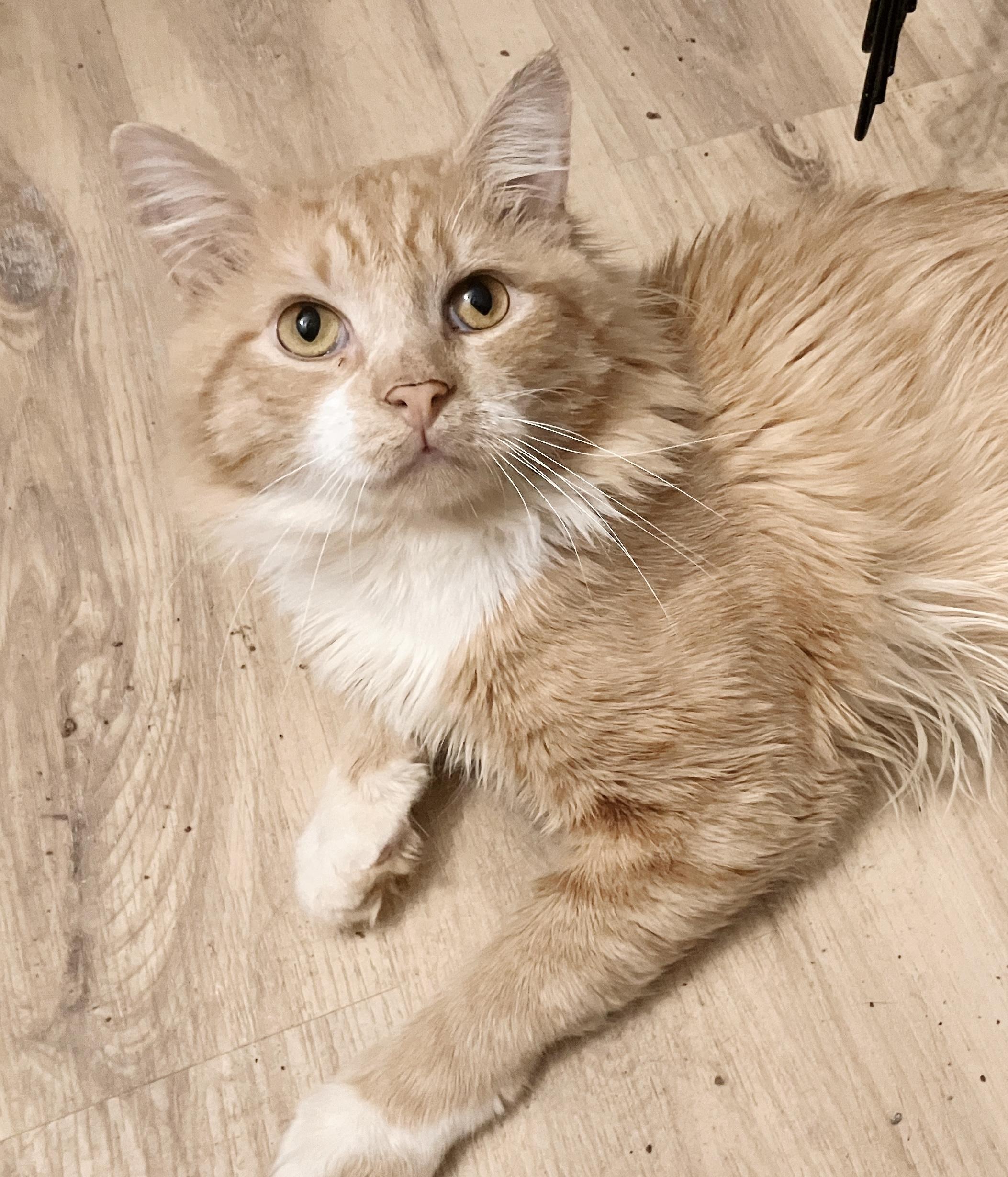 Labubu, a Adoptable mixed breed in Philadelphia, PA image 3/4