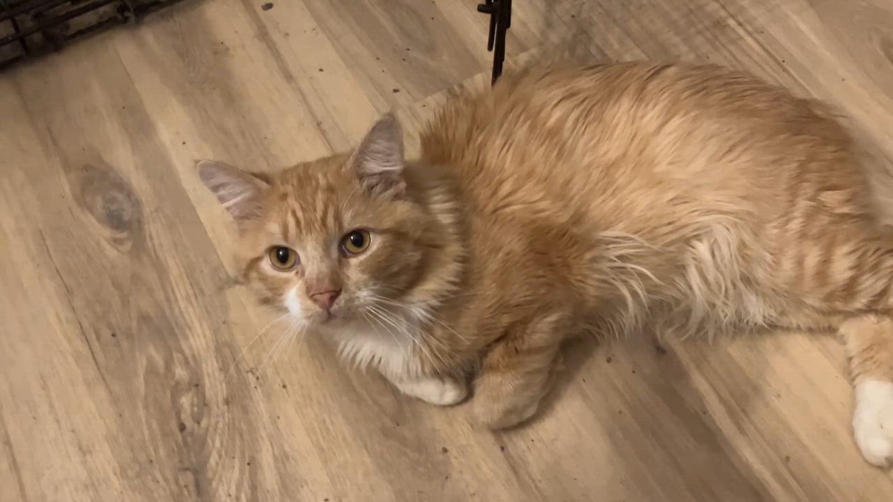 Enlarge Labubu, a Adoptable mixed breed in Philadelphia, PA video 4/4