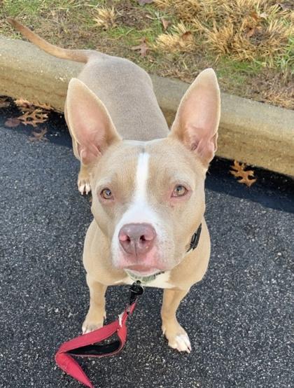 Darcy, Adoptable, Adult Female Terrier & Mixed Breed.