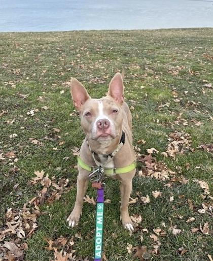 Enlarge Darcy, a Adoptable mixed breed in Valley View, OH image 1/3