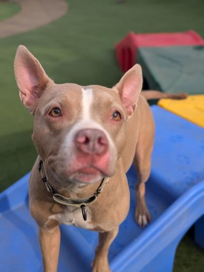 Enlarge Darcy, a Adoptable mixed breed in Valley View, OH image 2/3