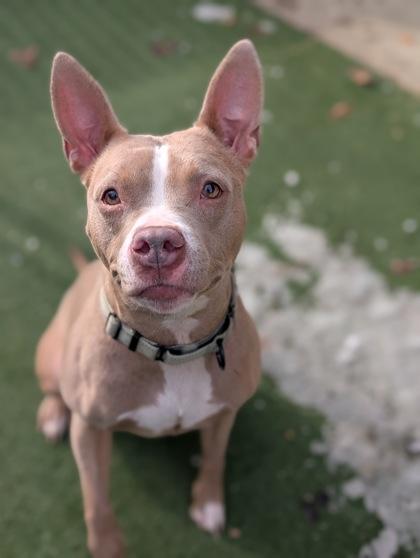 Enlarge Darcy, a Adoptable mixed breed in Valley View, OH image 3/3