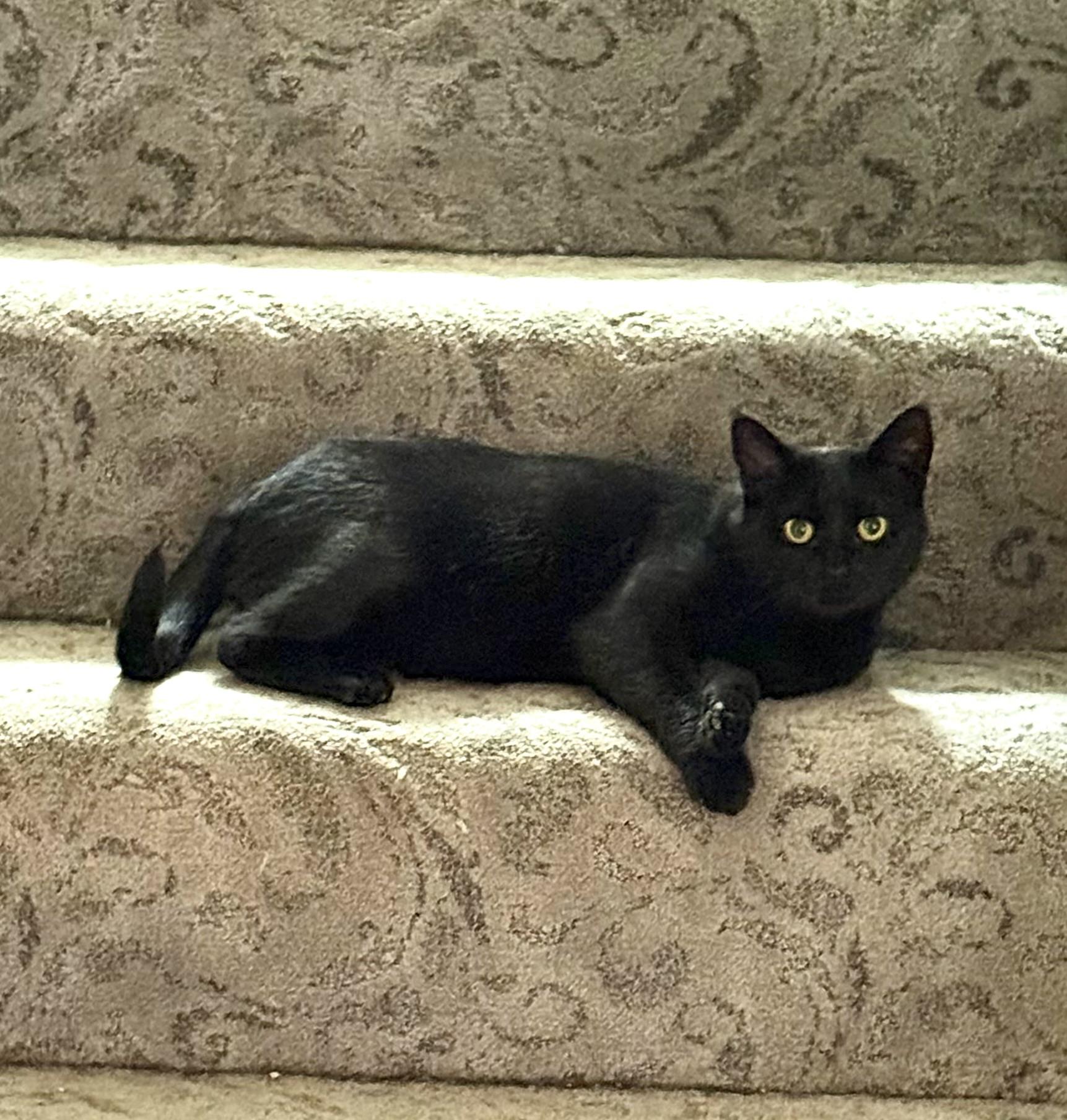 Enlarge Grace, a ADOPTABLE Domestic Short Hair in Nanaimo, BC image 3/6