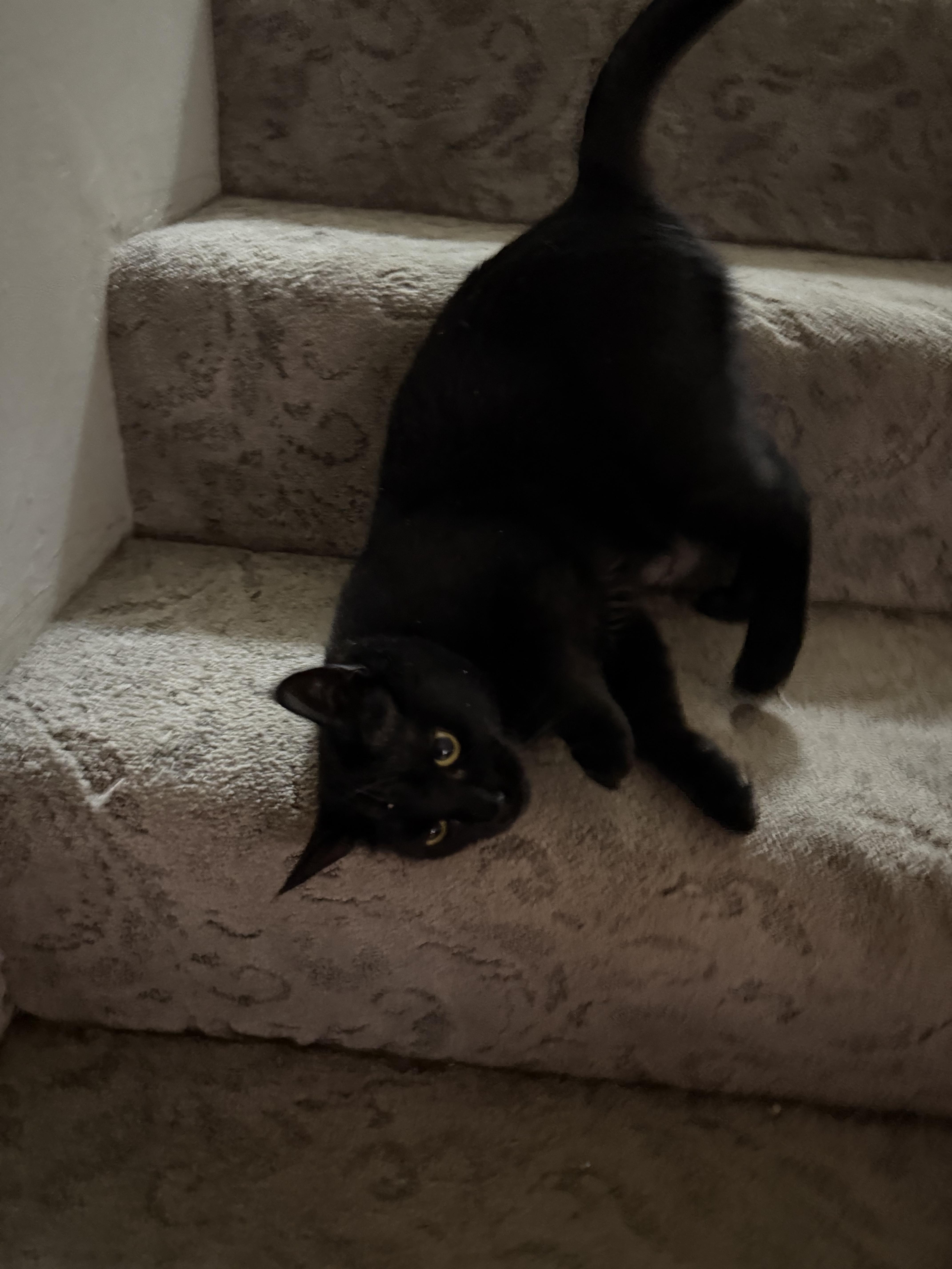 Enlarge Grace, a ADOPTABLE Domestic Short Hair in Nanaimo, BC image 4/6