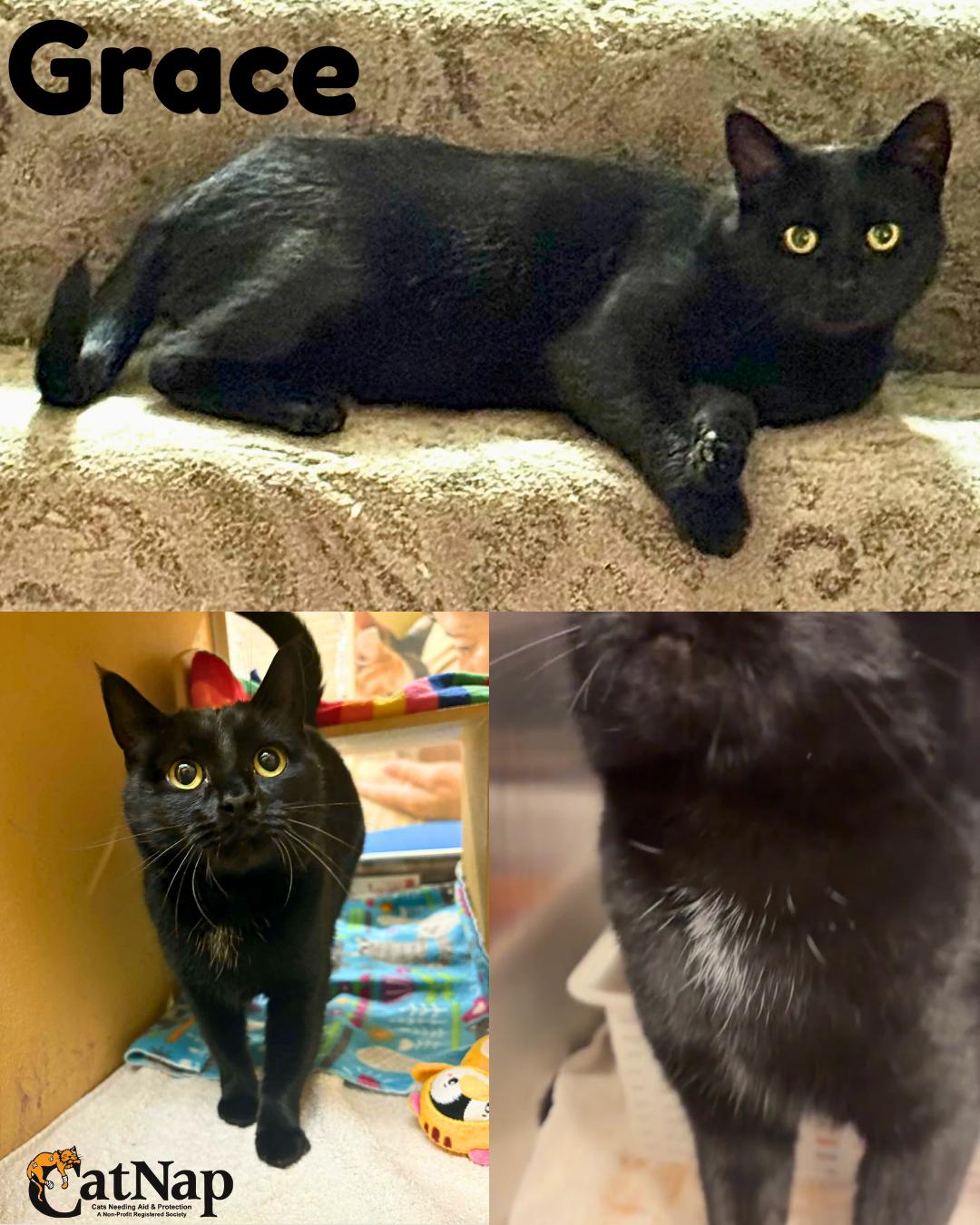 Enlarge Grace, a ADOPTABLE Domestic Short Hair in Nanaimo, BC image 1/6