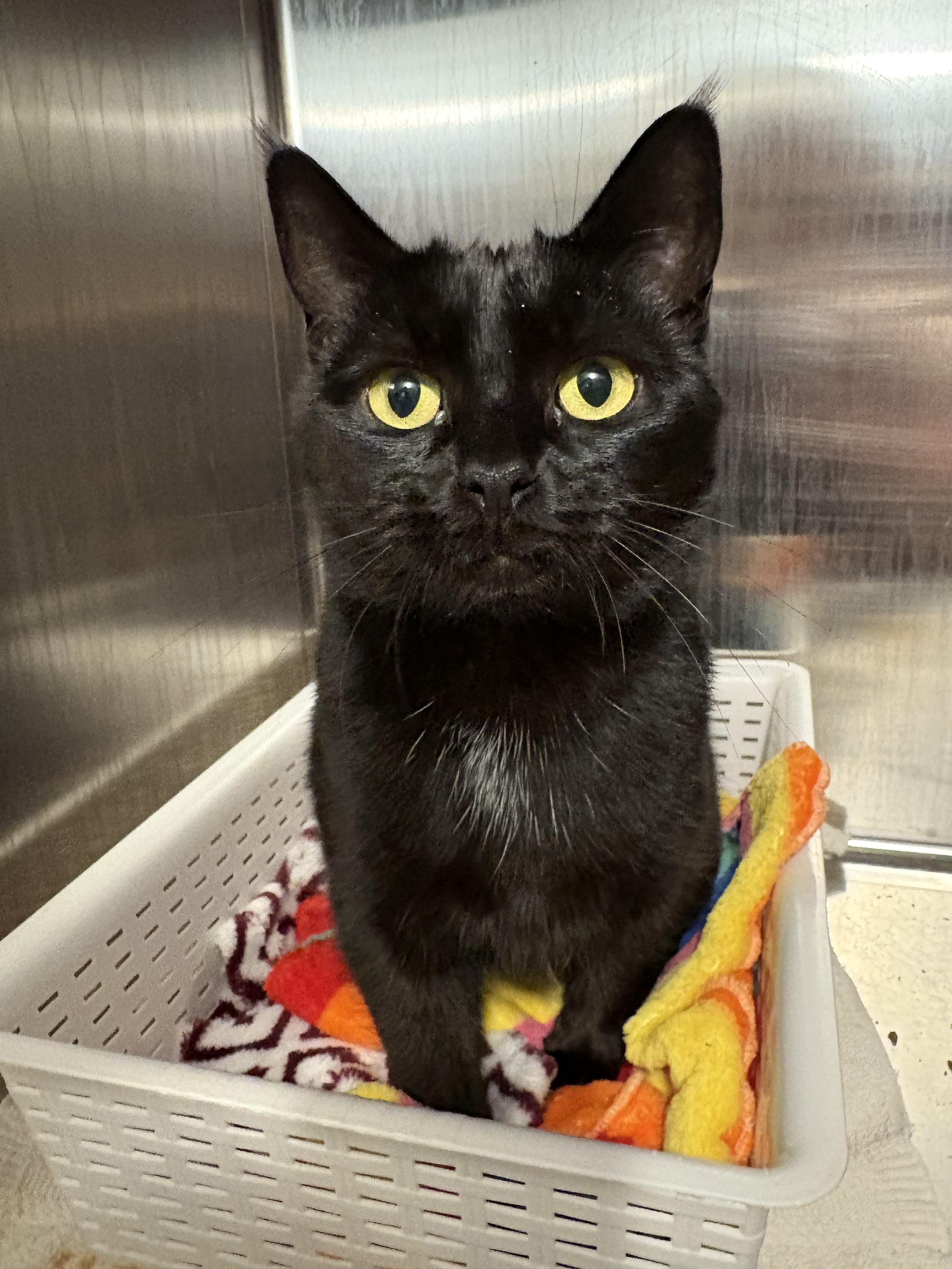 Enlarge Grace, a ADOPTABLE Domestic Short Hair in Nanaimo, BC image 6/6