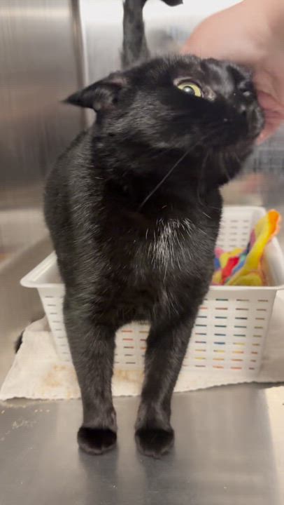 Enlarge Grace, a ADOPTABLE Domestic Short Hair in Nanaimo, BC video 5/6