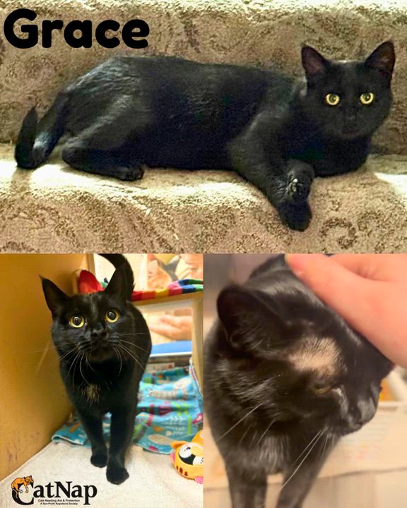 Enlarge Grace, a ADOPTABLE Domestic Short Hair in Nanaimo, BC video 2/6