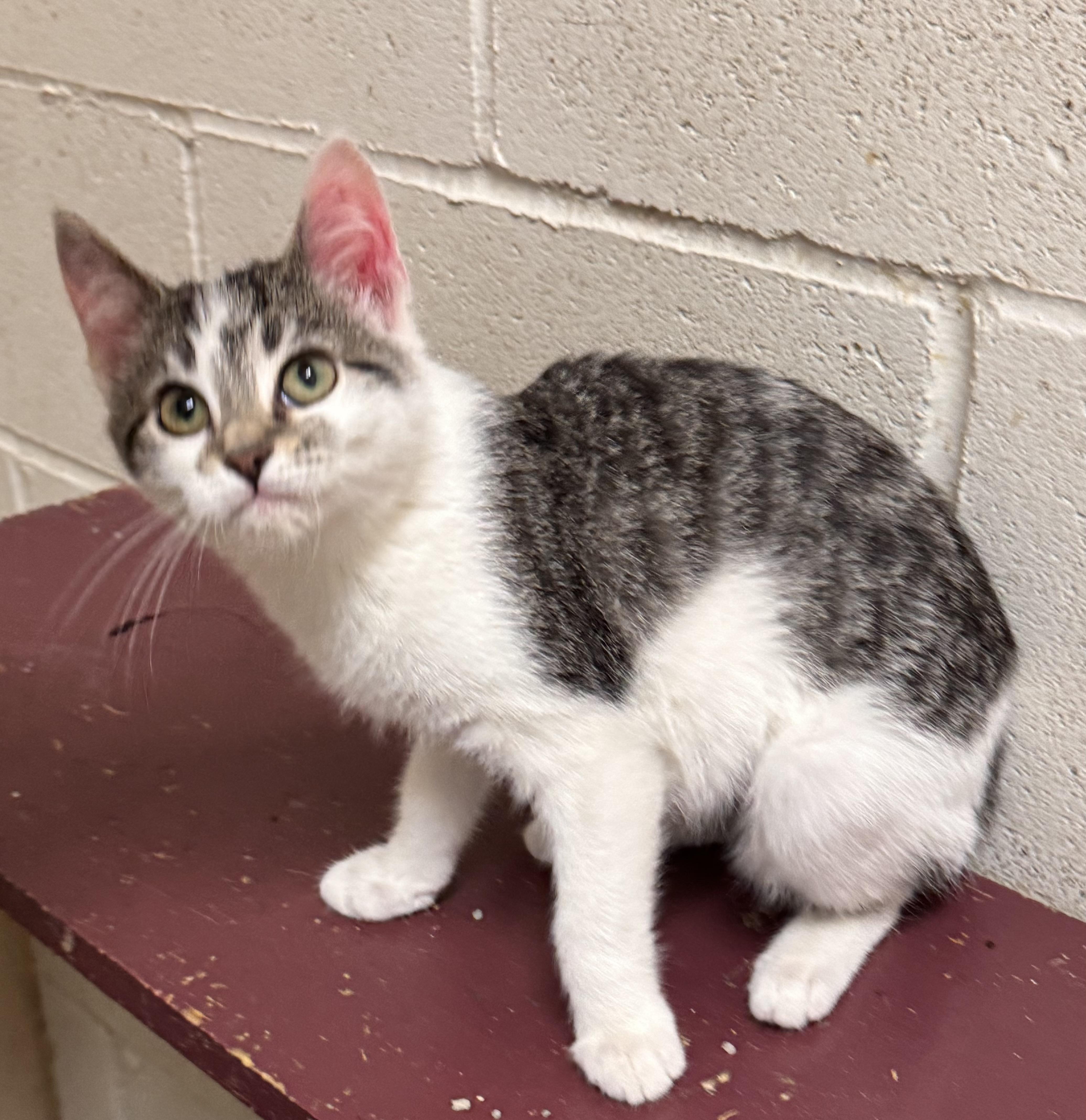 Ada, ADOPTABLE, Young Female Domestic Short Hair.