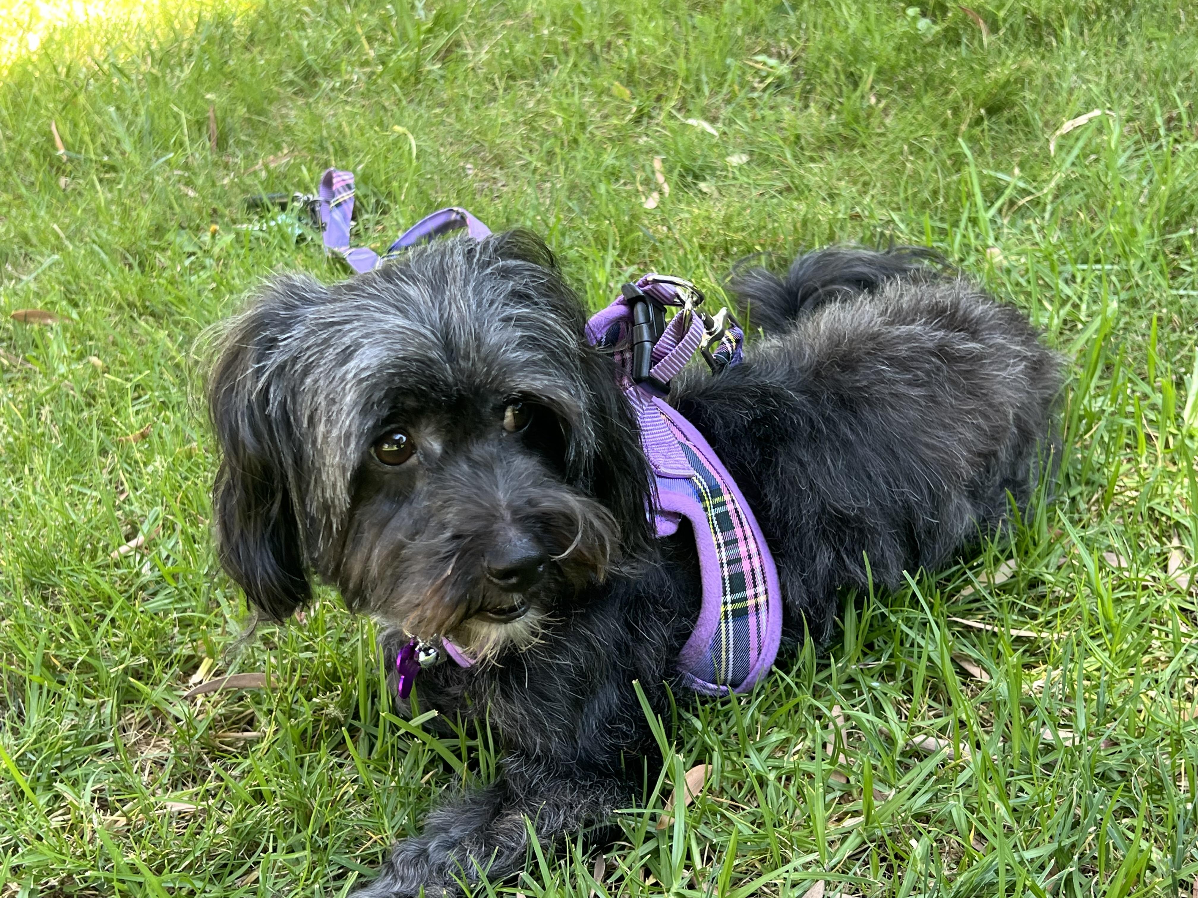 Nikki #561, Adoptable, Adult Female Maltese.