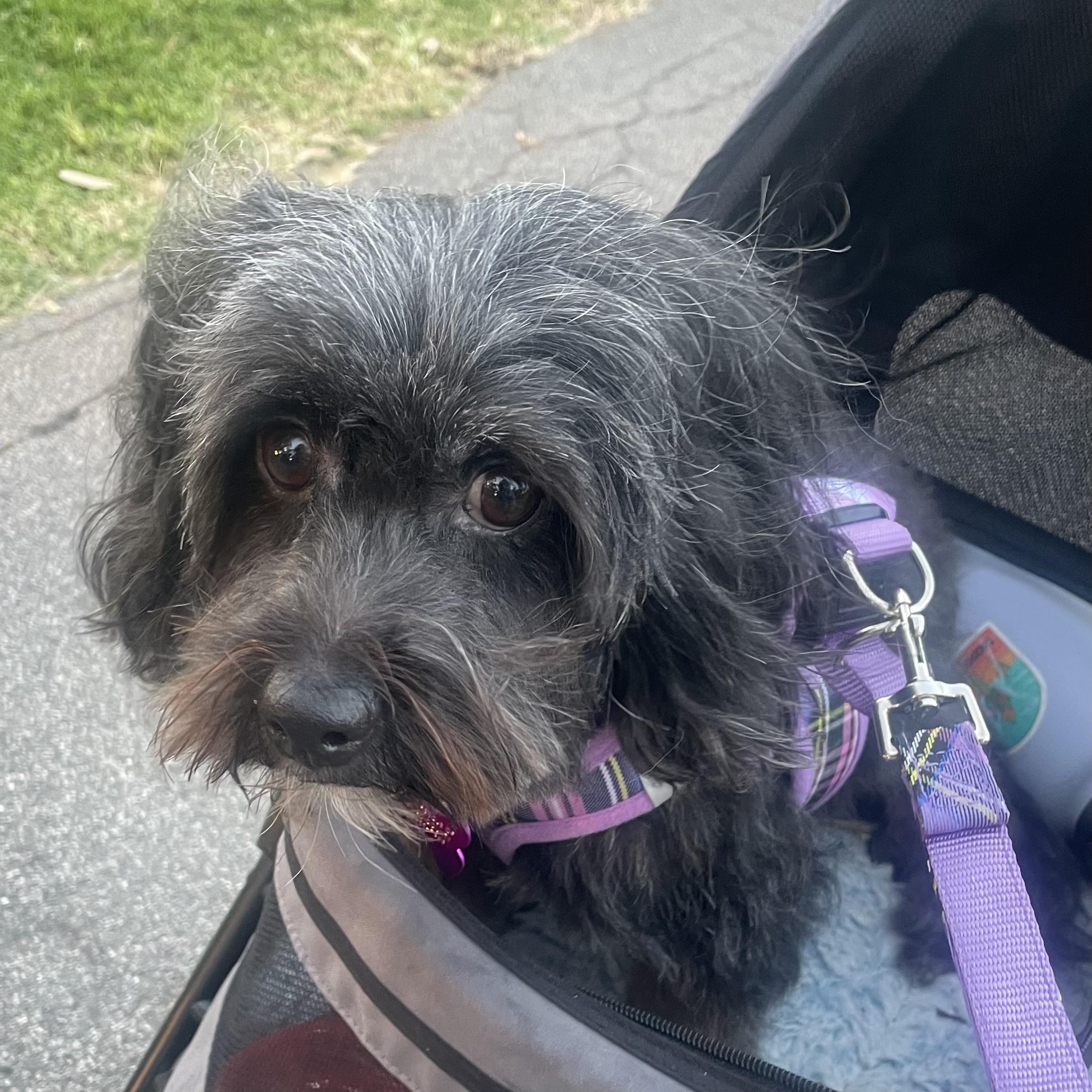 Nikki #561, a Adoptable mixed breed in Placentia, CA image 2/4