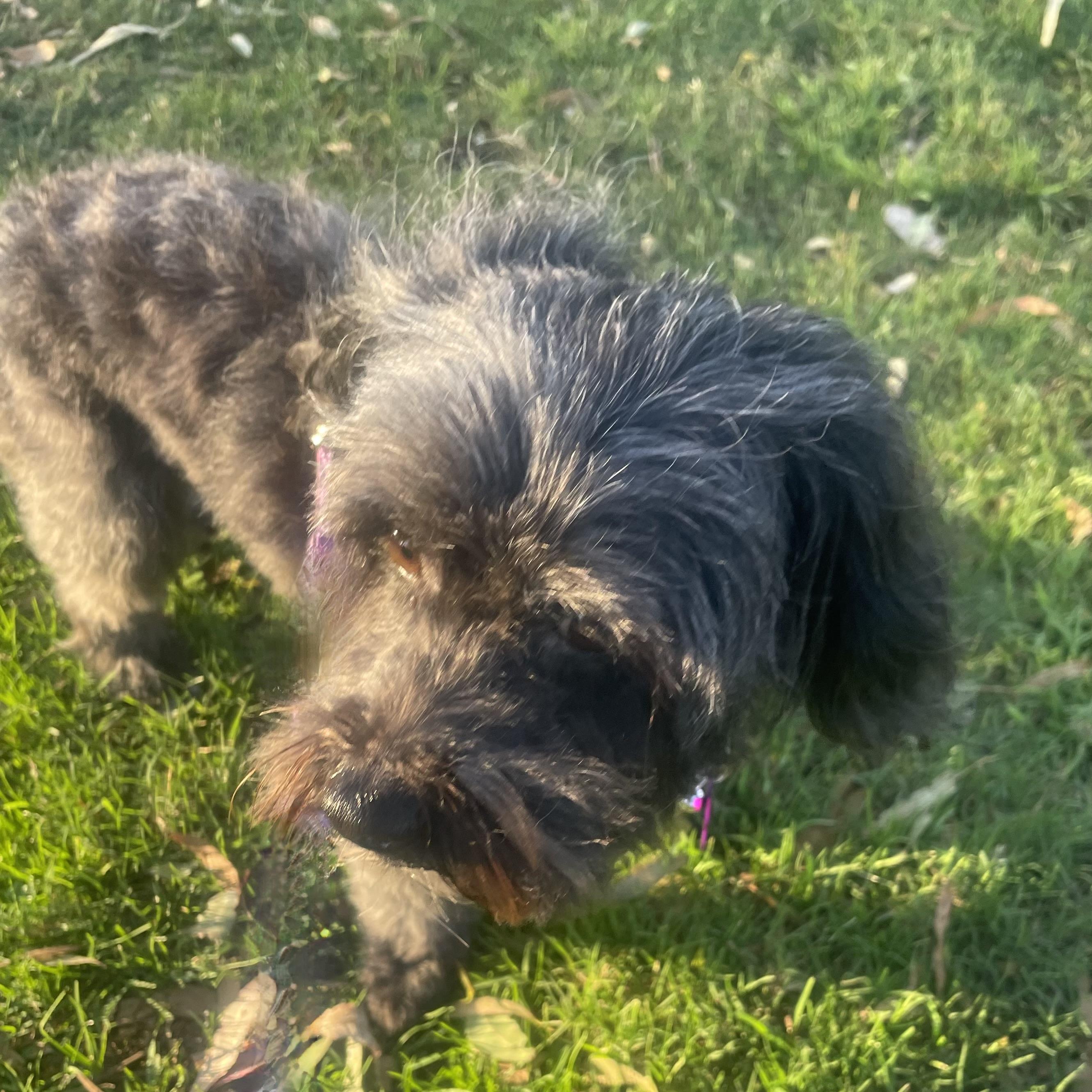 Nikki #561, a Adoptable mixed breed in Placentia, CA image 3/4