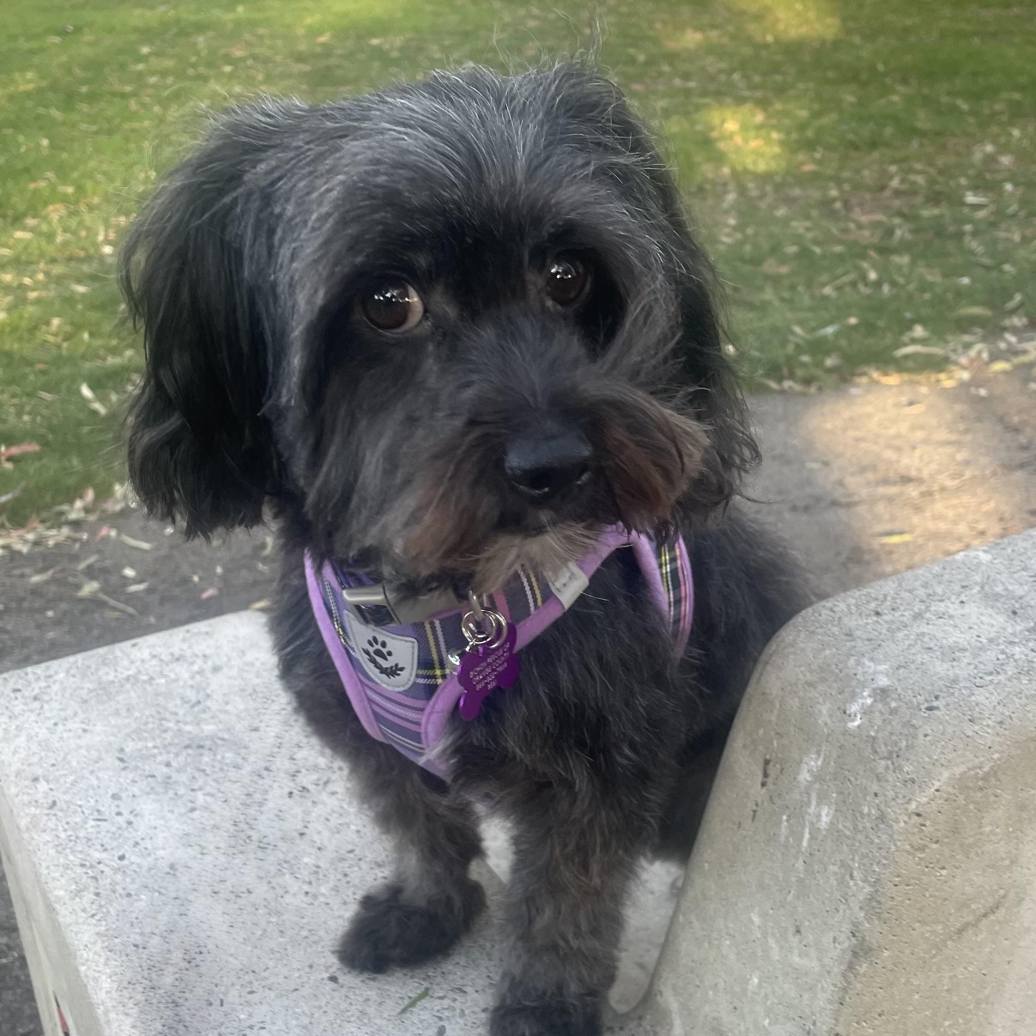 Nikki #561, a Adoptable mixed breed in Placentia, CA image 4/4
