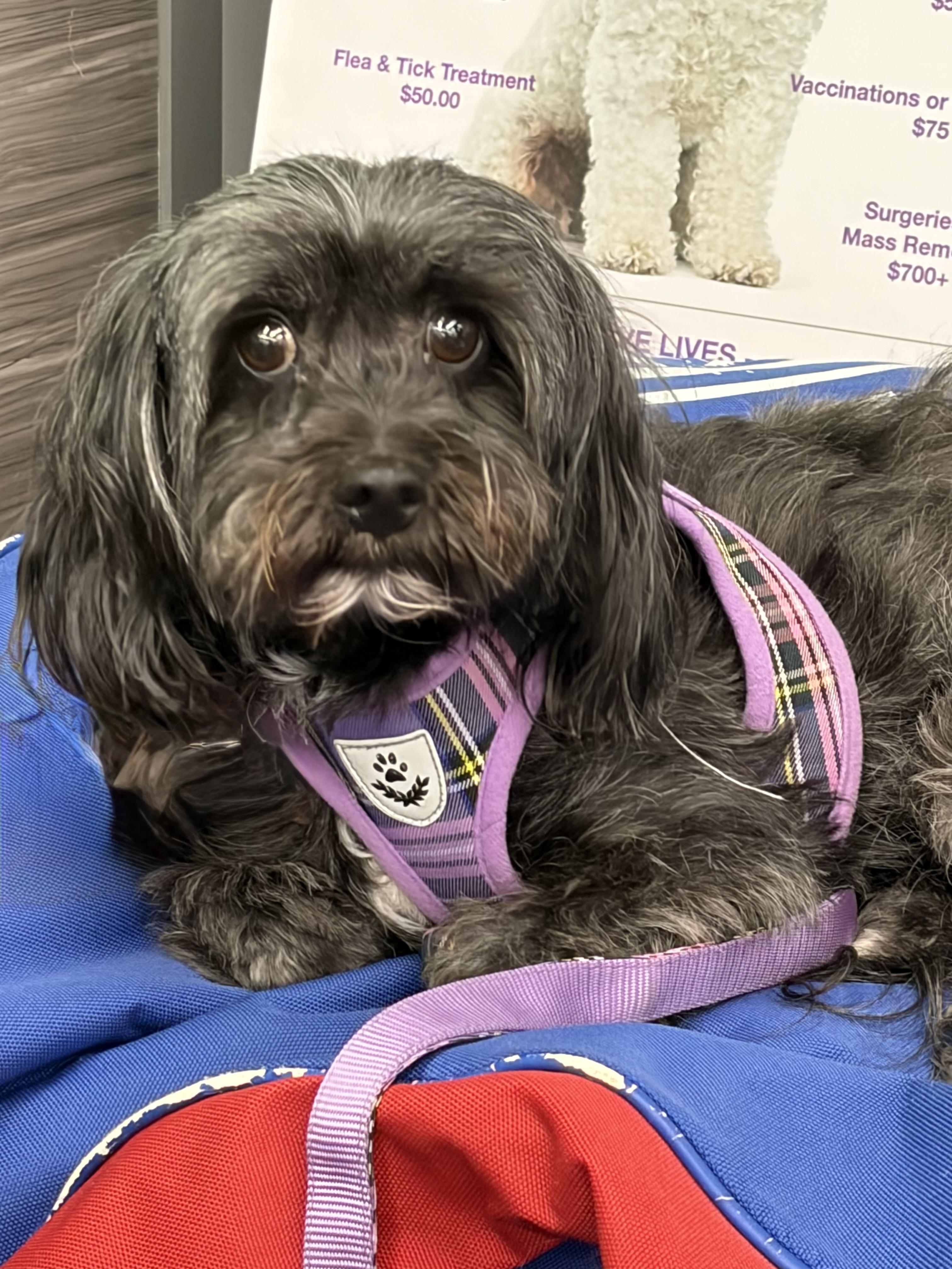 Enlarge Nikki #561, a Adopted mixed breed in Placentia, CA image 6/6