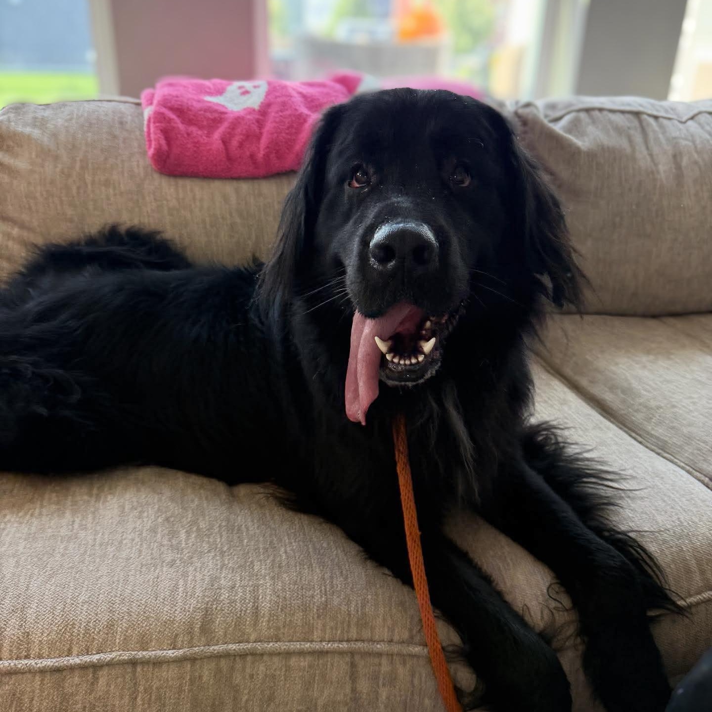 Enlarge Baxter, a Adopted mixed breed in Mahtomedi, MN image 3/4