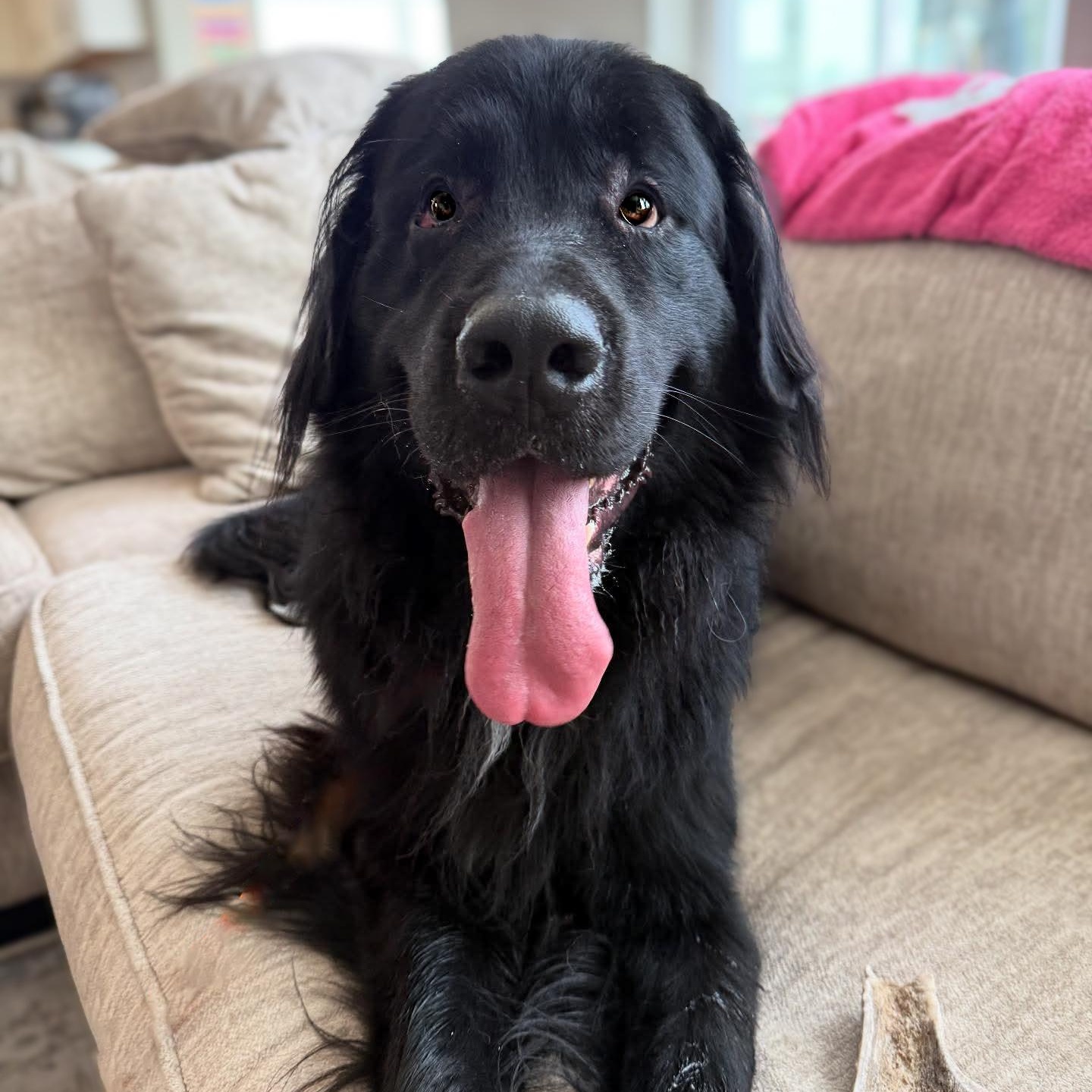 Baxter, Adopted, Adult Male Bernese Mountain Dog & Newfoundland Dog.