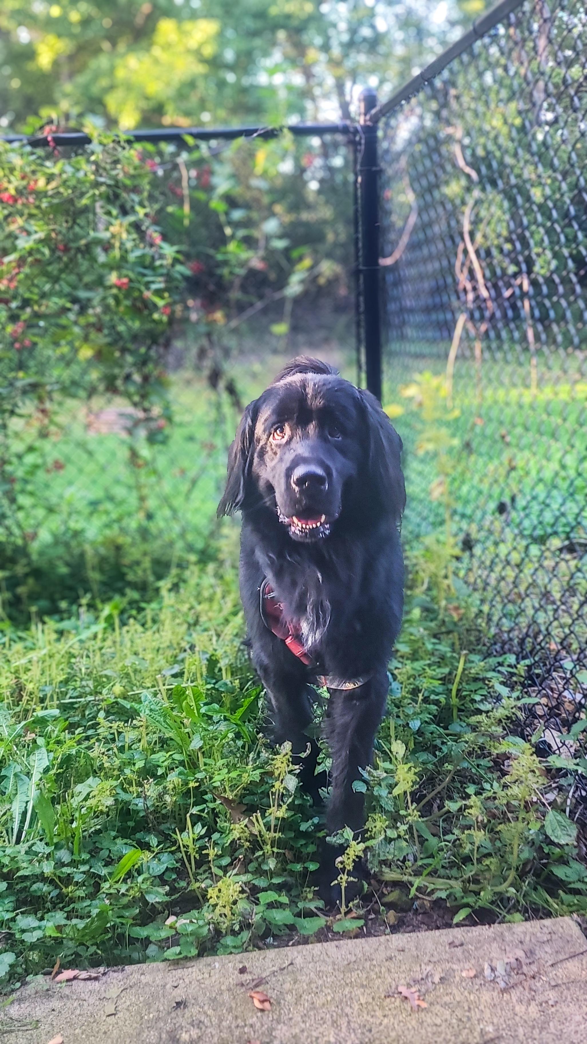 Baxter thumbnail 2