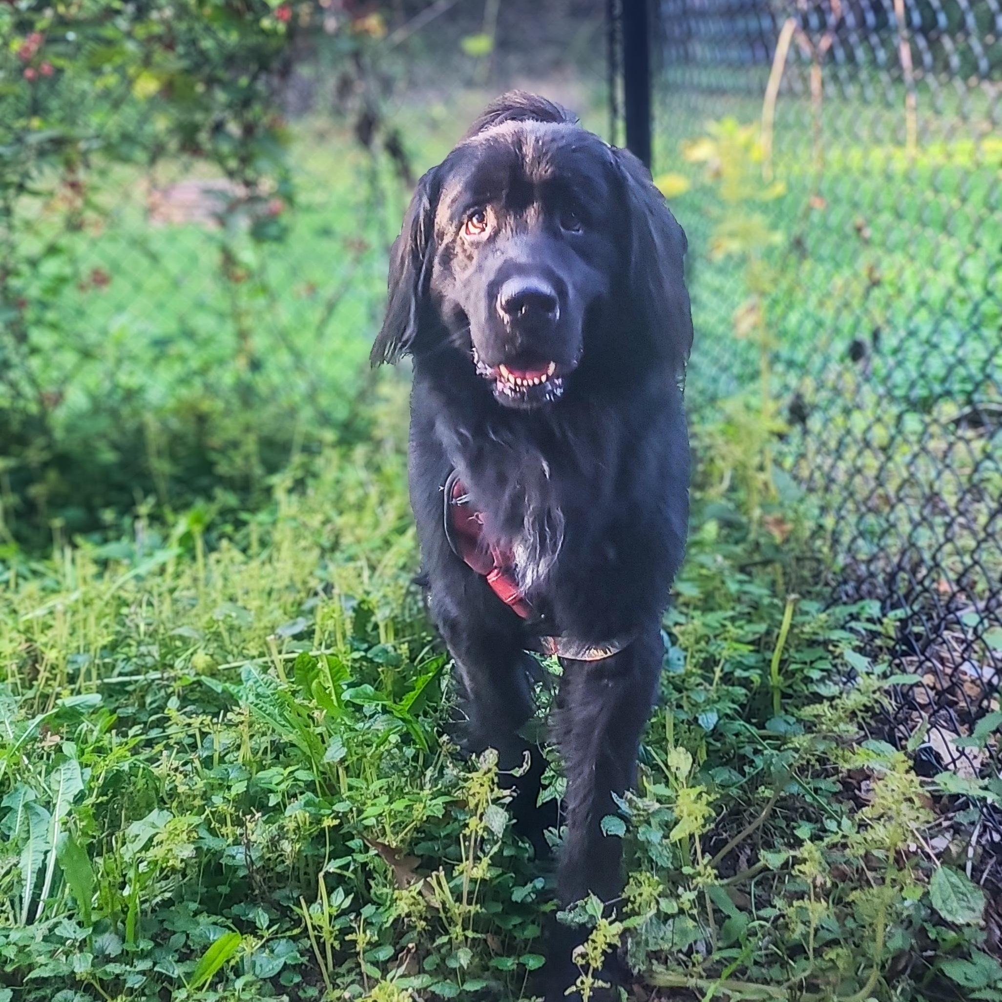 Enlarge Baxter, a Adopted mixed breed in Mahtomedi, MN image 4/4