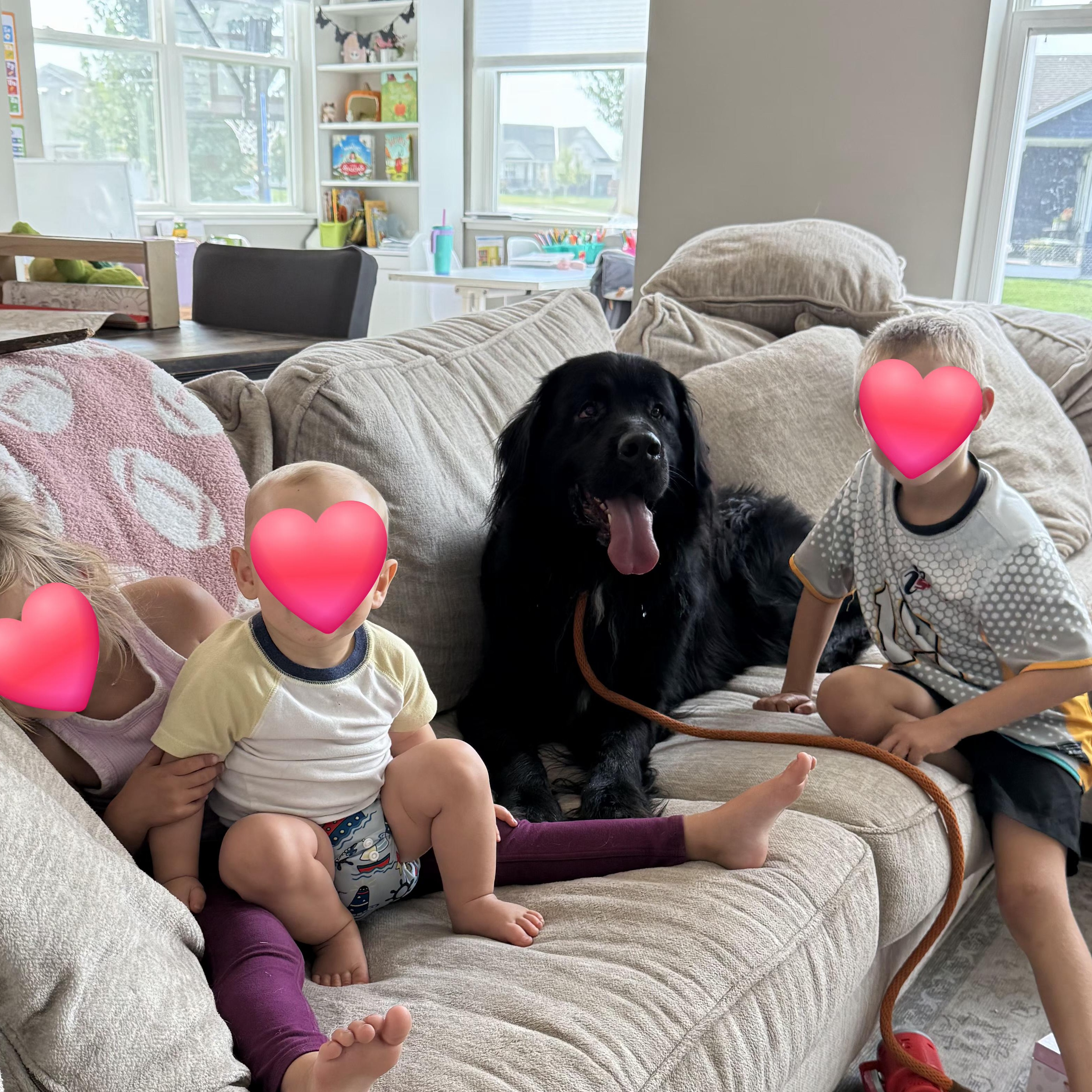 Enlarge Baxter, a Adopted mixed breed in Mahtomedi, MN image 2/4