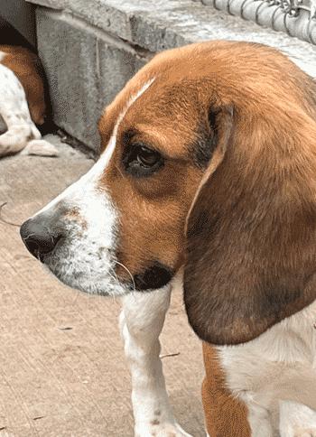 Enlarge Huck, a ADOPTABLE Beagle in West Decatur, PA image 3/3