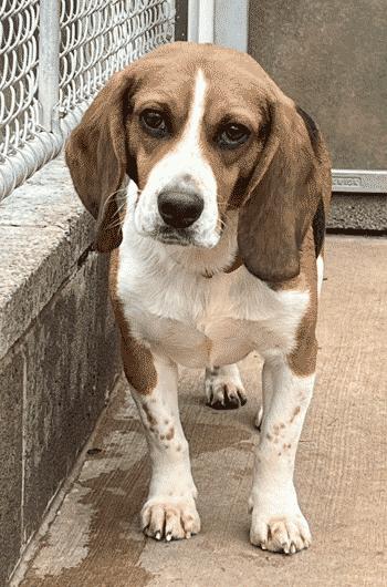 Huck, ADOPTABLE, Adult Male Beagle.