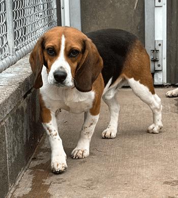 Enlarge Huck, a ADOPTABLE Beagle in West Decatur, PA image 2/3