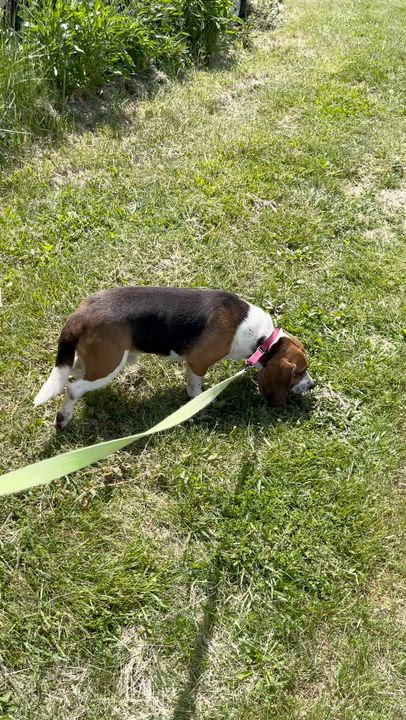 Enlarge Huck, a ADOPTABLE Beagle in West Decatur, PA video 2/4