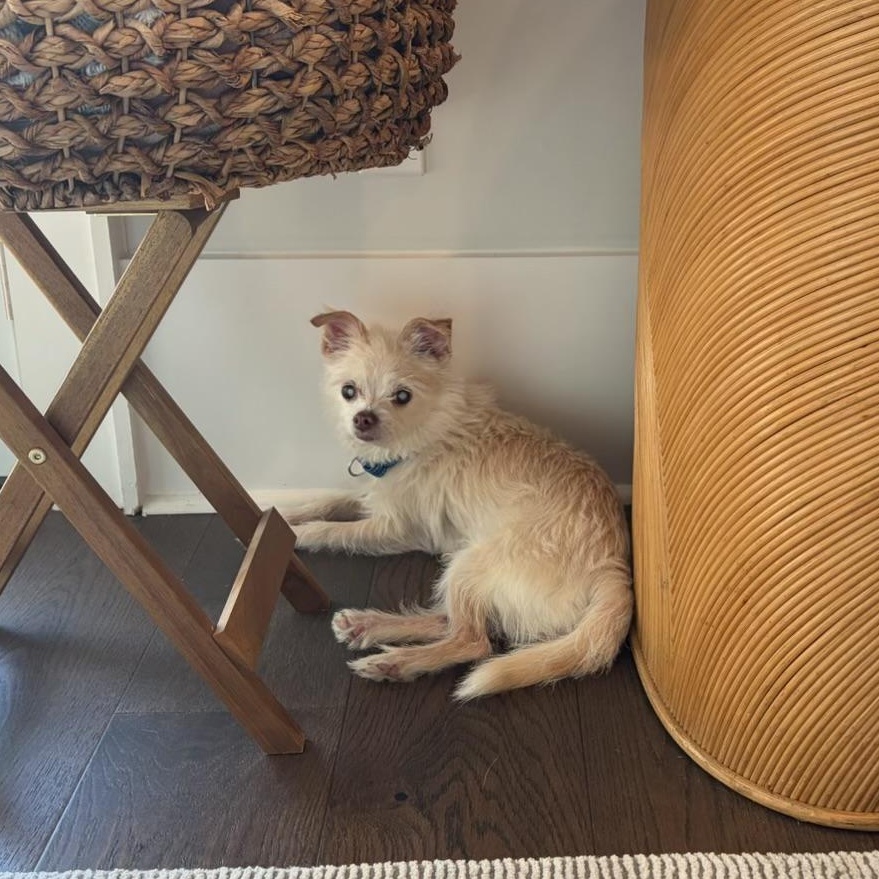 Logo Pinterest Rosa Mayonnaise - Adoptable Pet | Petfinder