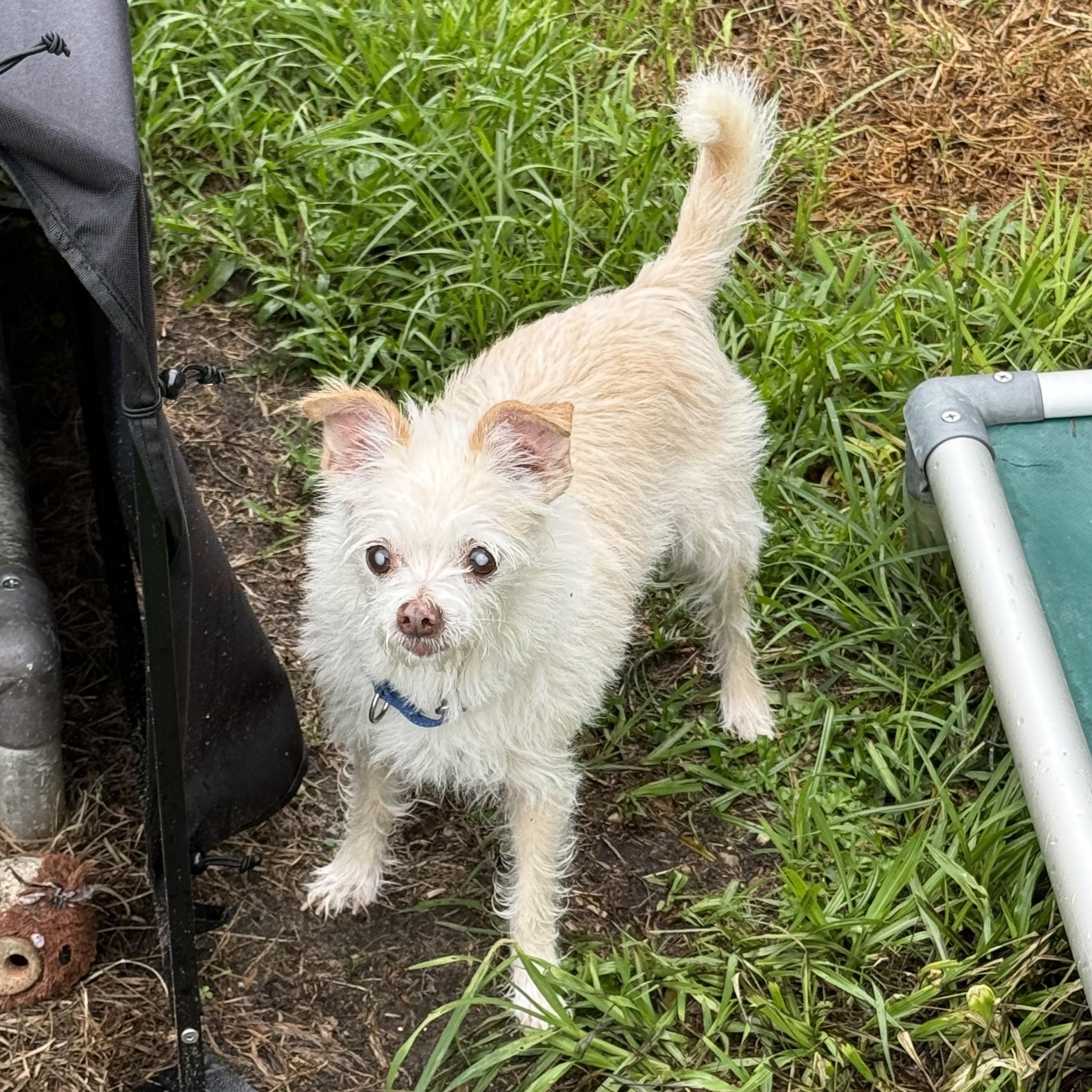 Enlarge Mayonnaise, a Adoptable mixed breed in New Orleans, LA image 2/4