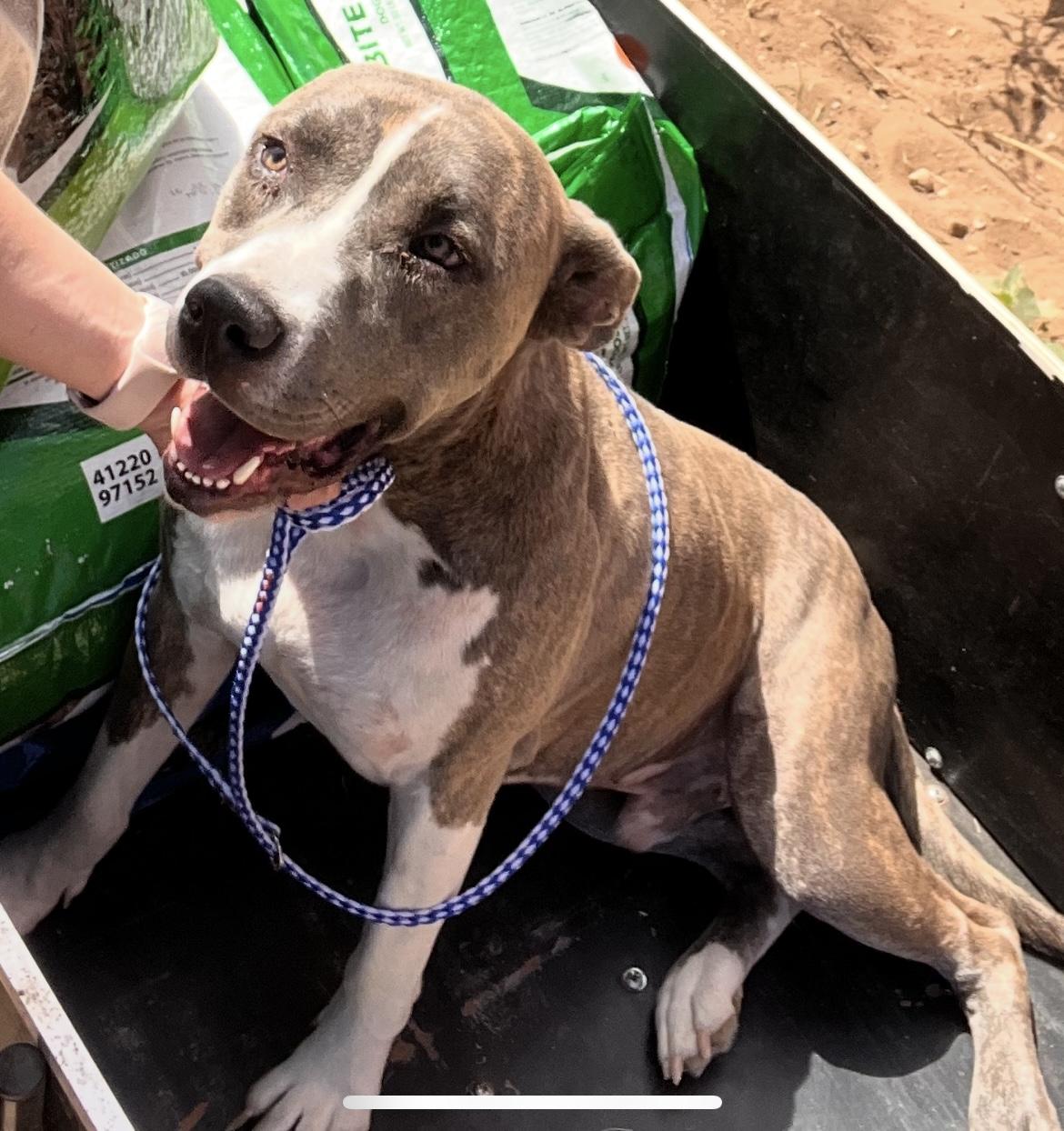 Enlarge Austin, a Adoptable mixed breed in Seguin, TX image 4/5